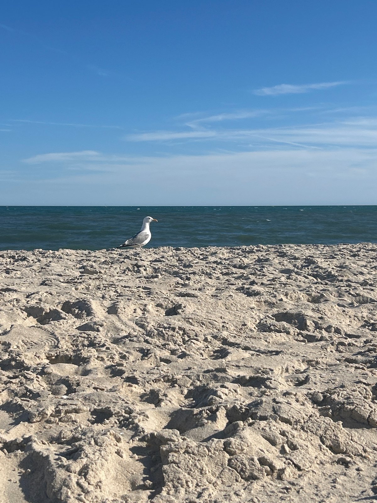 Solitary seagull spotted on Islip beach