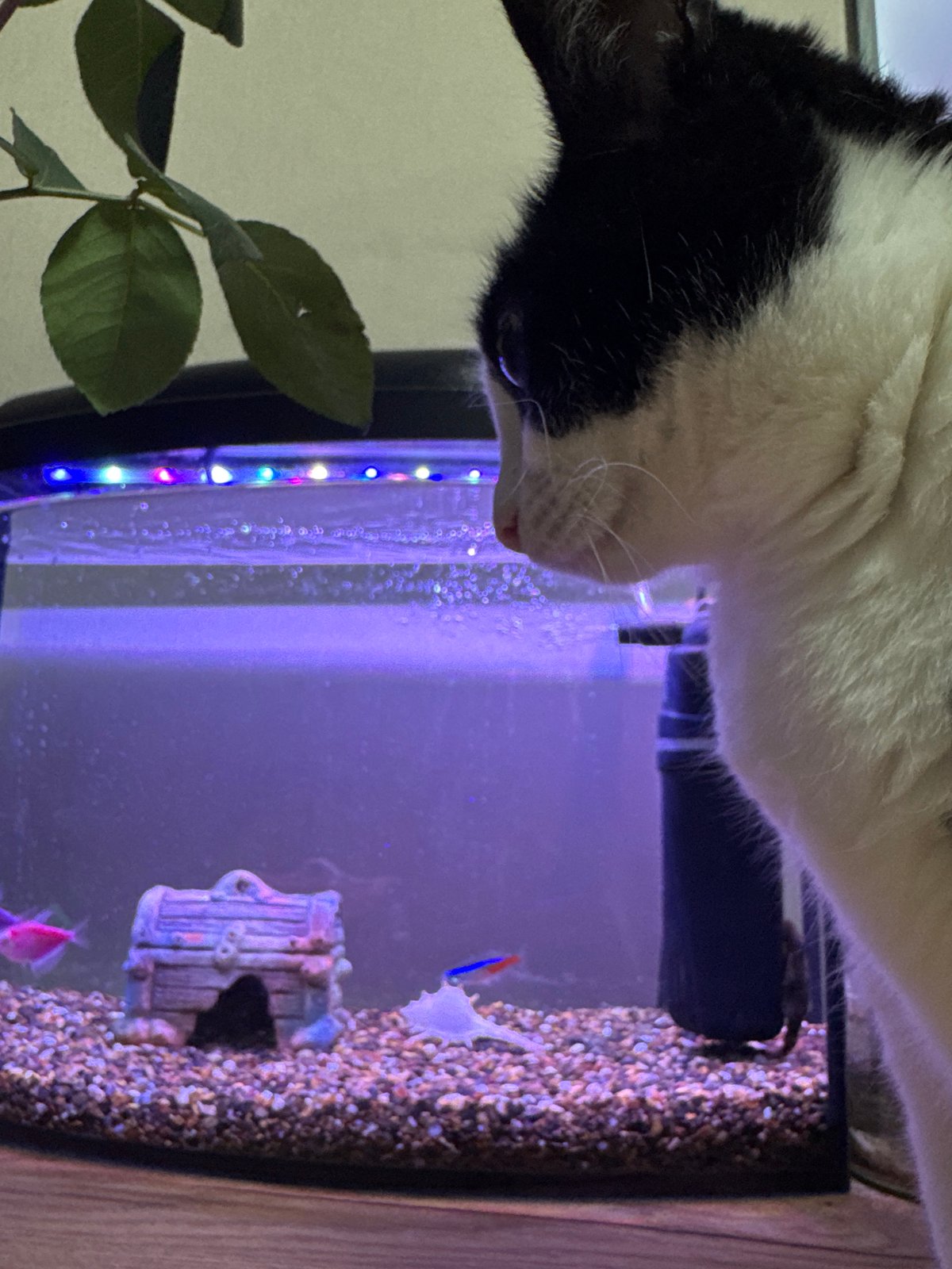 Pet owner documents cats, turtle, fish in Chaikovsky home