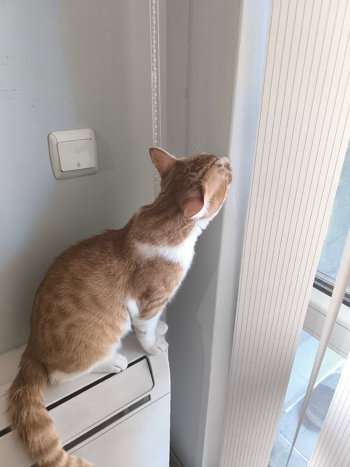 Cat spotted indoors, shoppers queue at Varna store