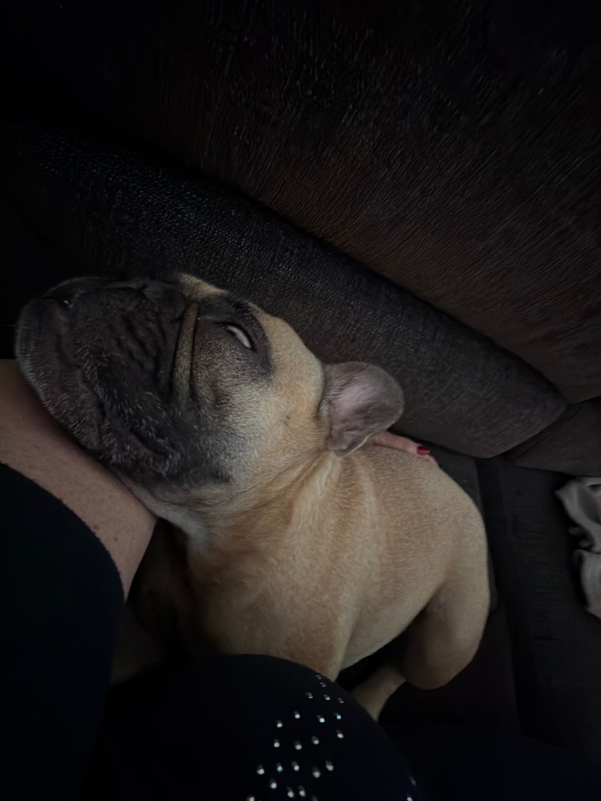 French Bulldog and owner napping together on a couch in Latvia
