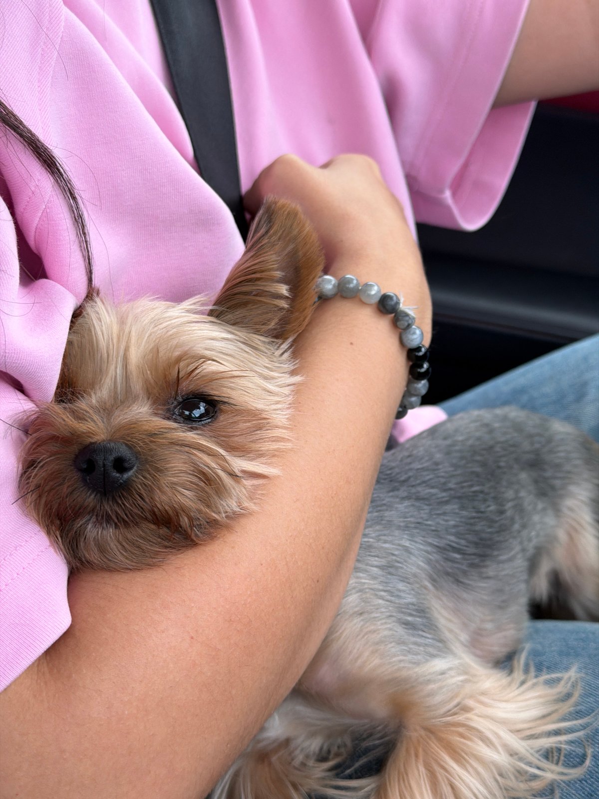 Yorkshire Terrier held close in Warsaw, July afternoon