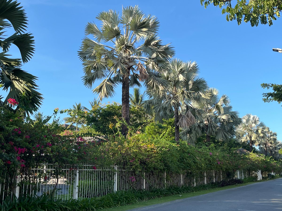 Morning street scenes documented across Đà Nẵng, Vietnam