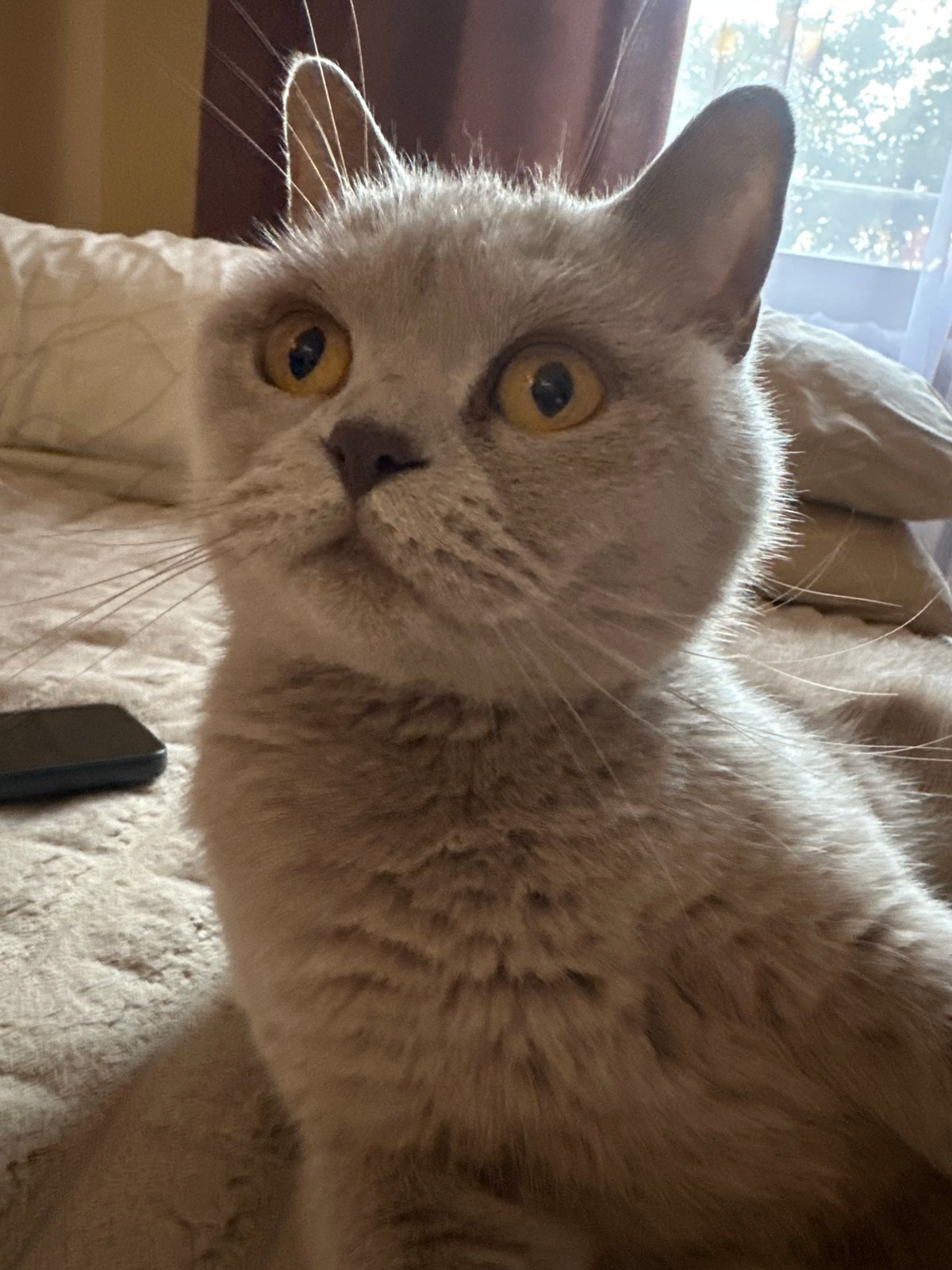 A Ternopil evening: cathedral lights, home cooking, and a cat