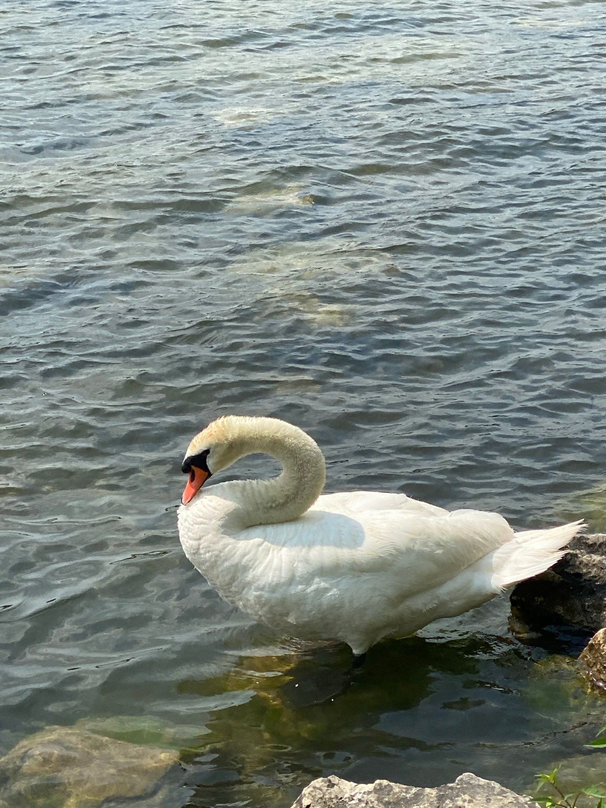 Swans, sailboats, and shoreline details at a Swiss lake