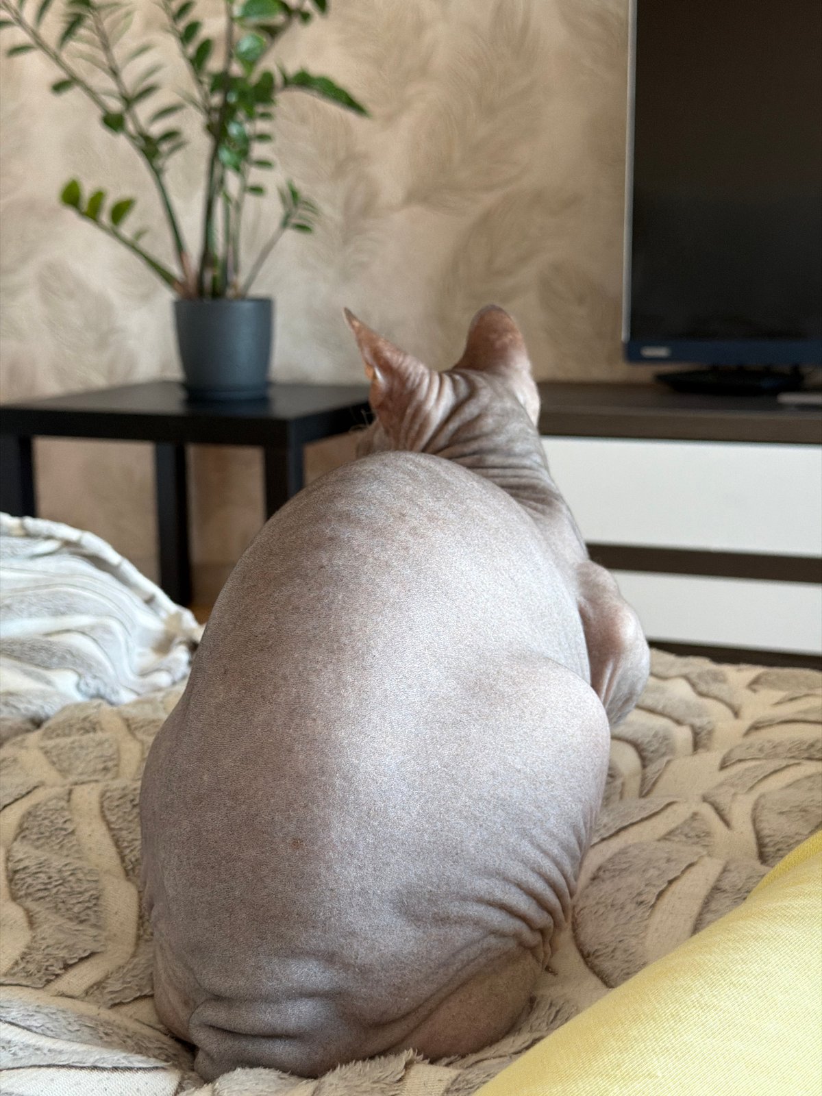 Hairless cat explores bedroom in Izhevsk domestic scene