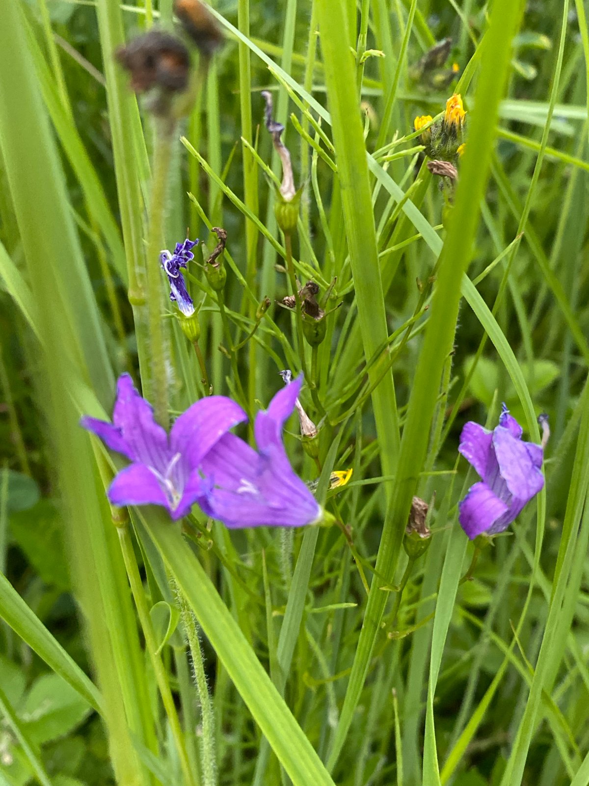 Ground-level garden and wildflower details, one ant included