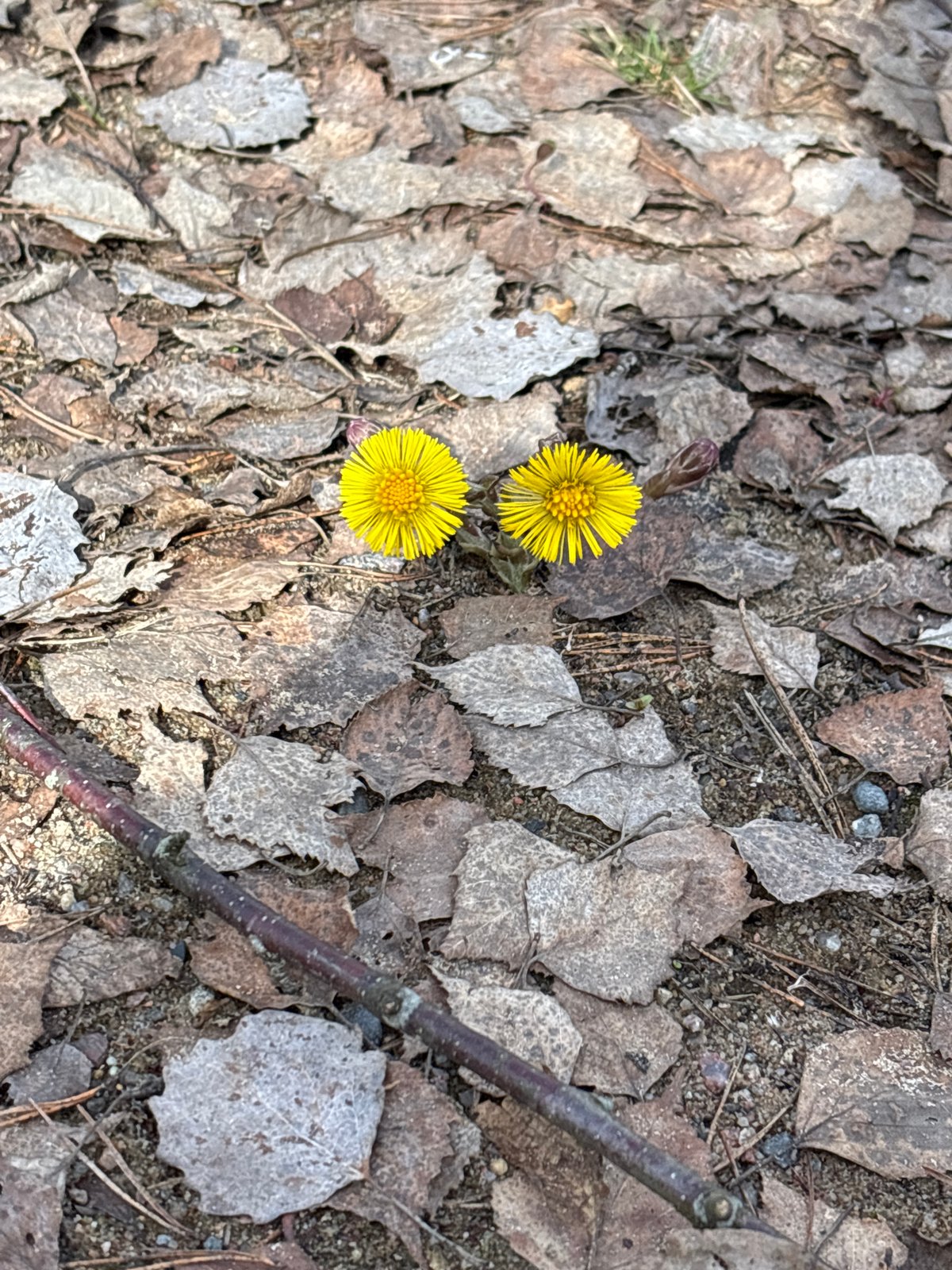 Spring coltsfoot flowers emerge through leaf litter in Kokkorevo