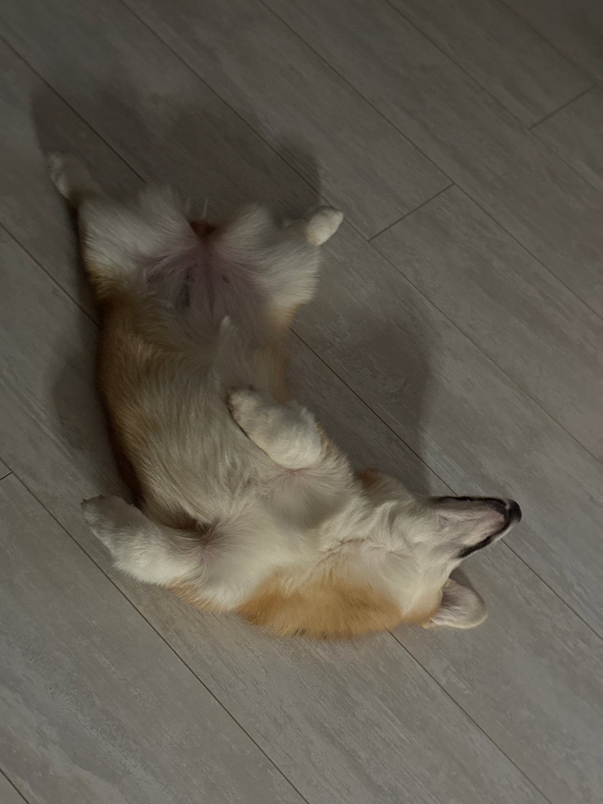 Person gives corgi belly rubs while gaming in Chaikovsky