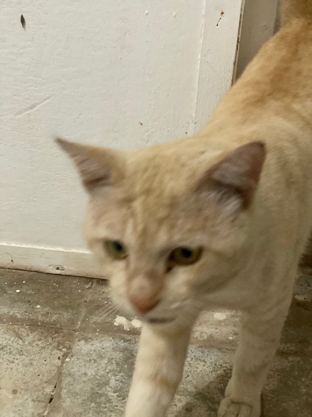 Cats and oyster mushrooms at a Banjarbaru home