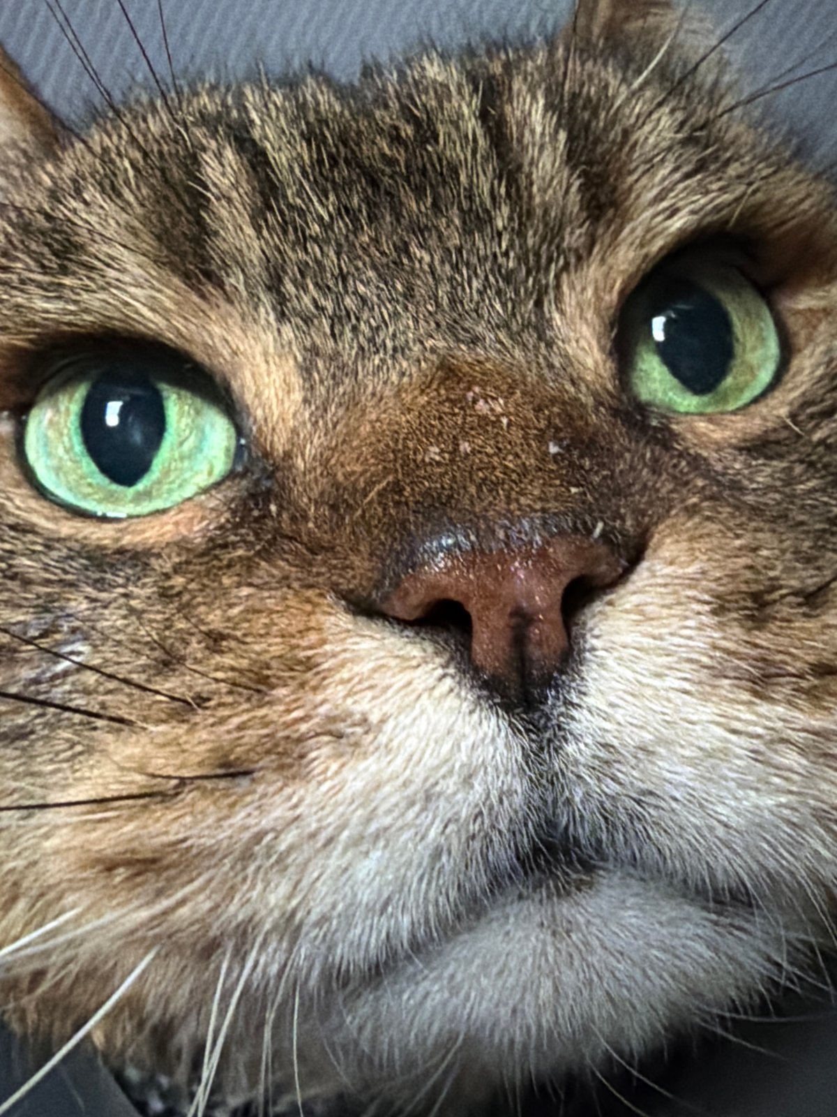 Close-up cat photograph captured in London with unusual rotation