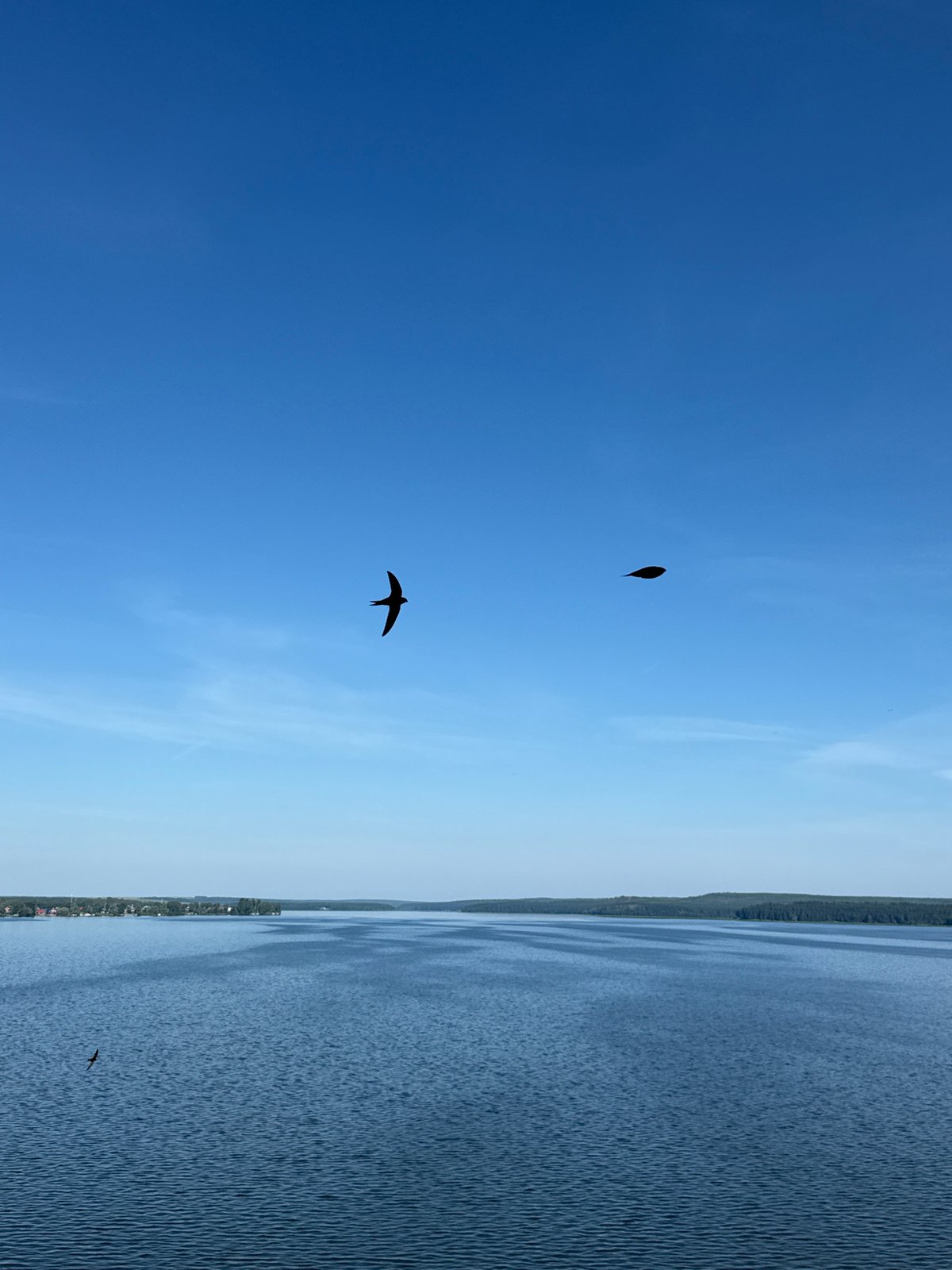 Birds over a calm Votkinsk reservoir on a clear morning