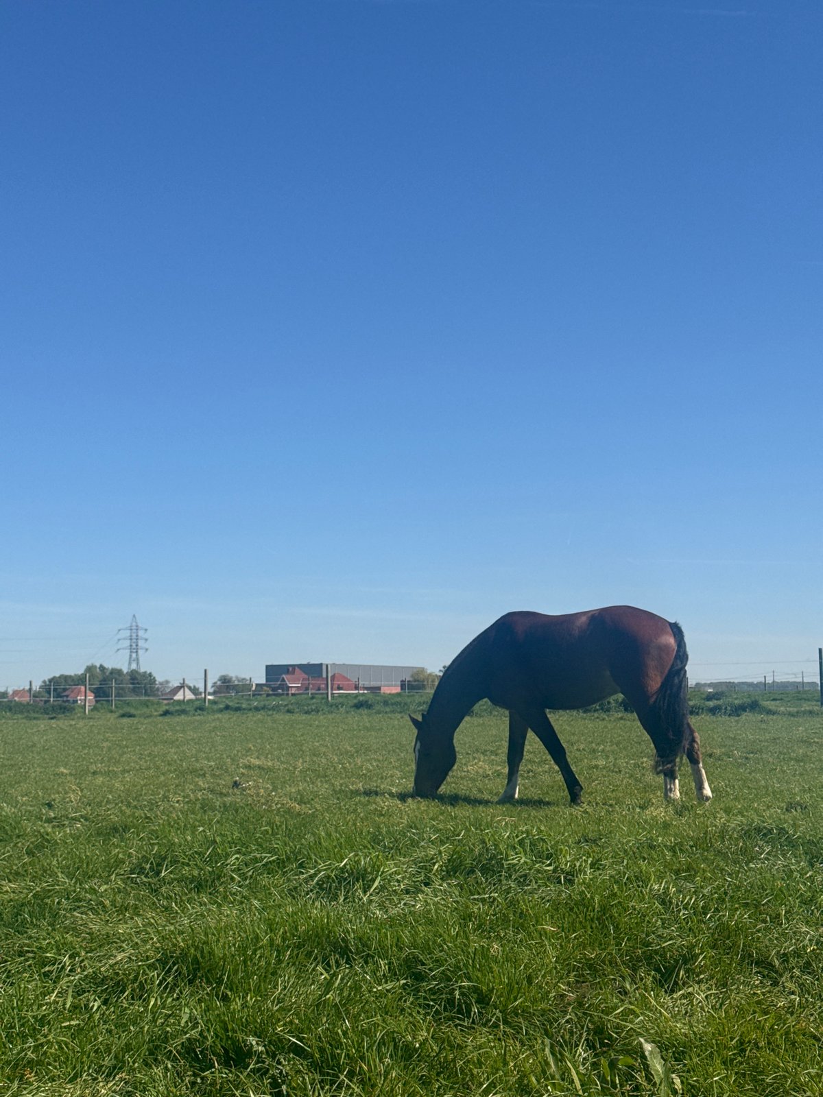 Horses graze peacefully in Belgian countryside pasture
