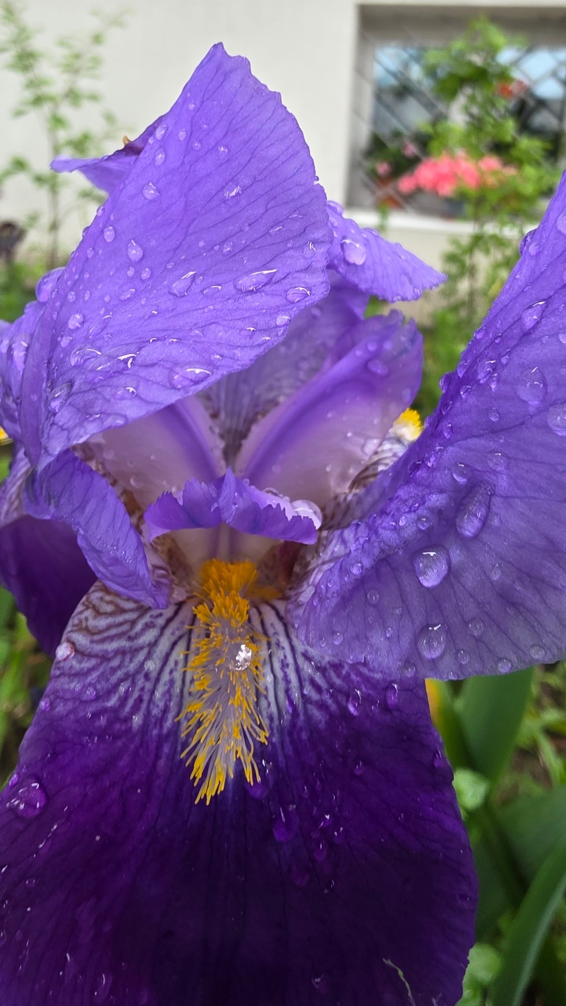 Rainy afternoon moments captured across Blagoevgrad, Bulgaria streets