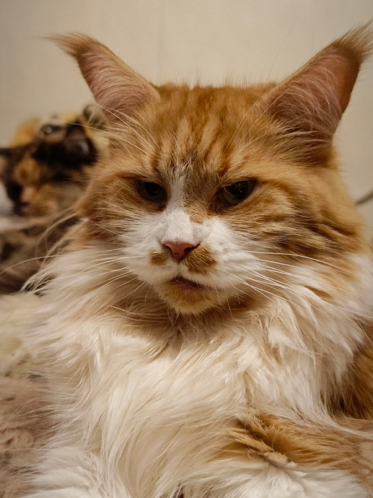 Cats and an iguana coexist in an Abakan home