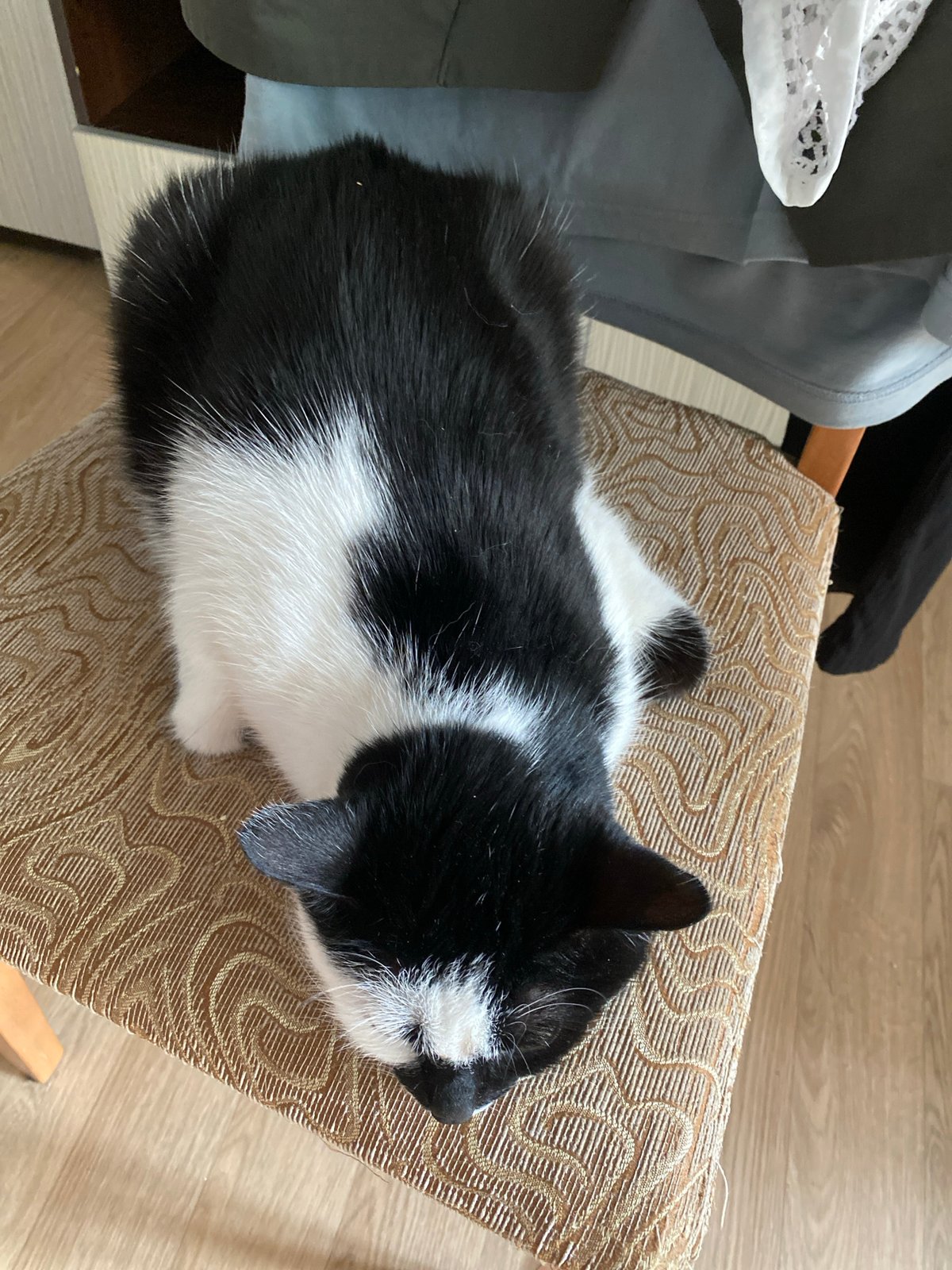 Cat lounging session on patterned chair in Protvino