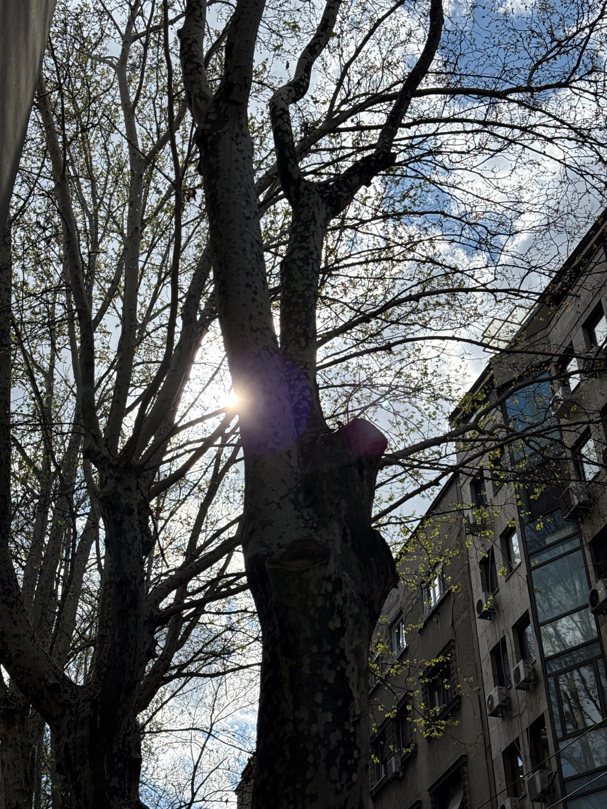 Tree branches photographed against concrete building in Belgrade