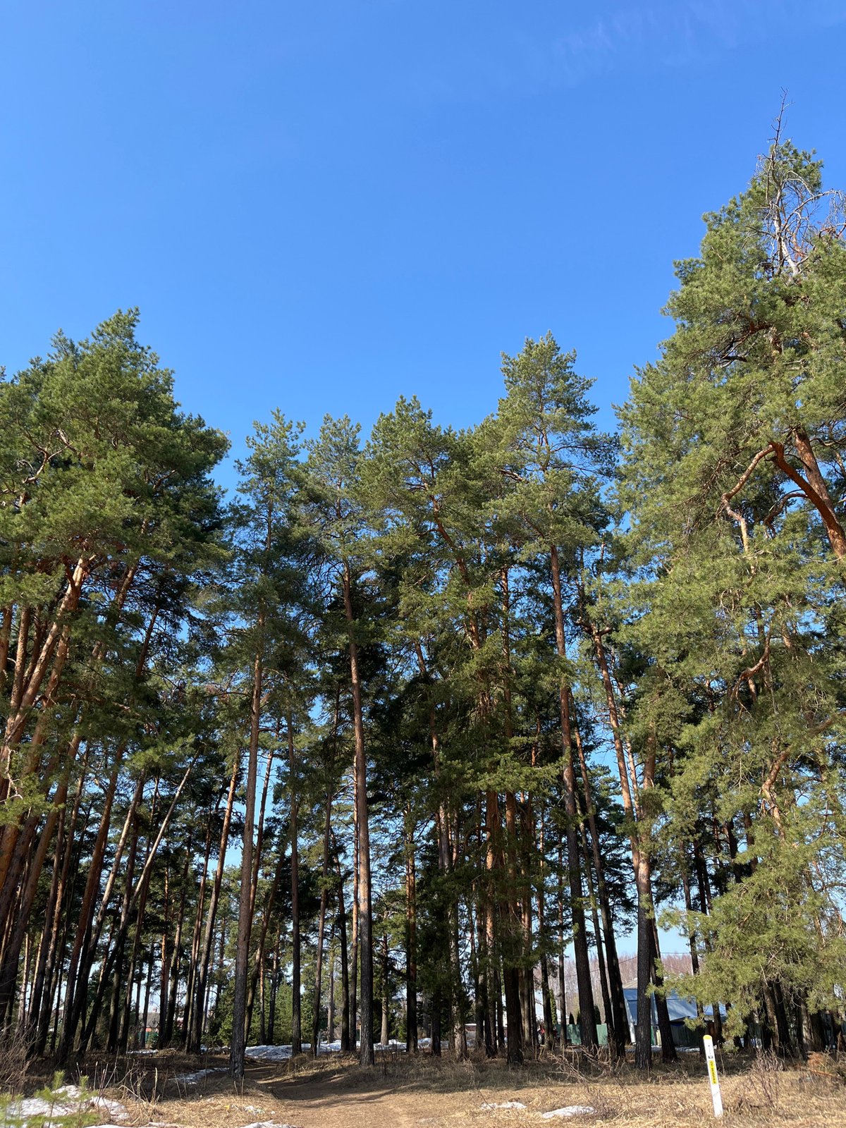 Woman enjoys spring forest walk with stroller in rural Russia