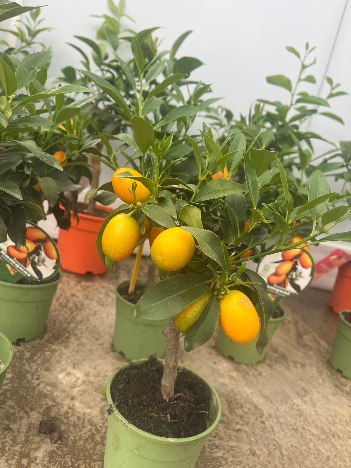 Potted kumquat trees heavy with ripe orange fruit, Struma
