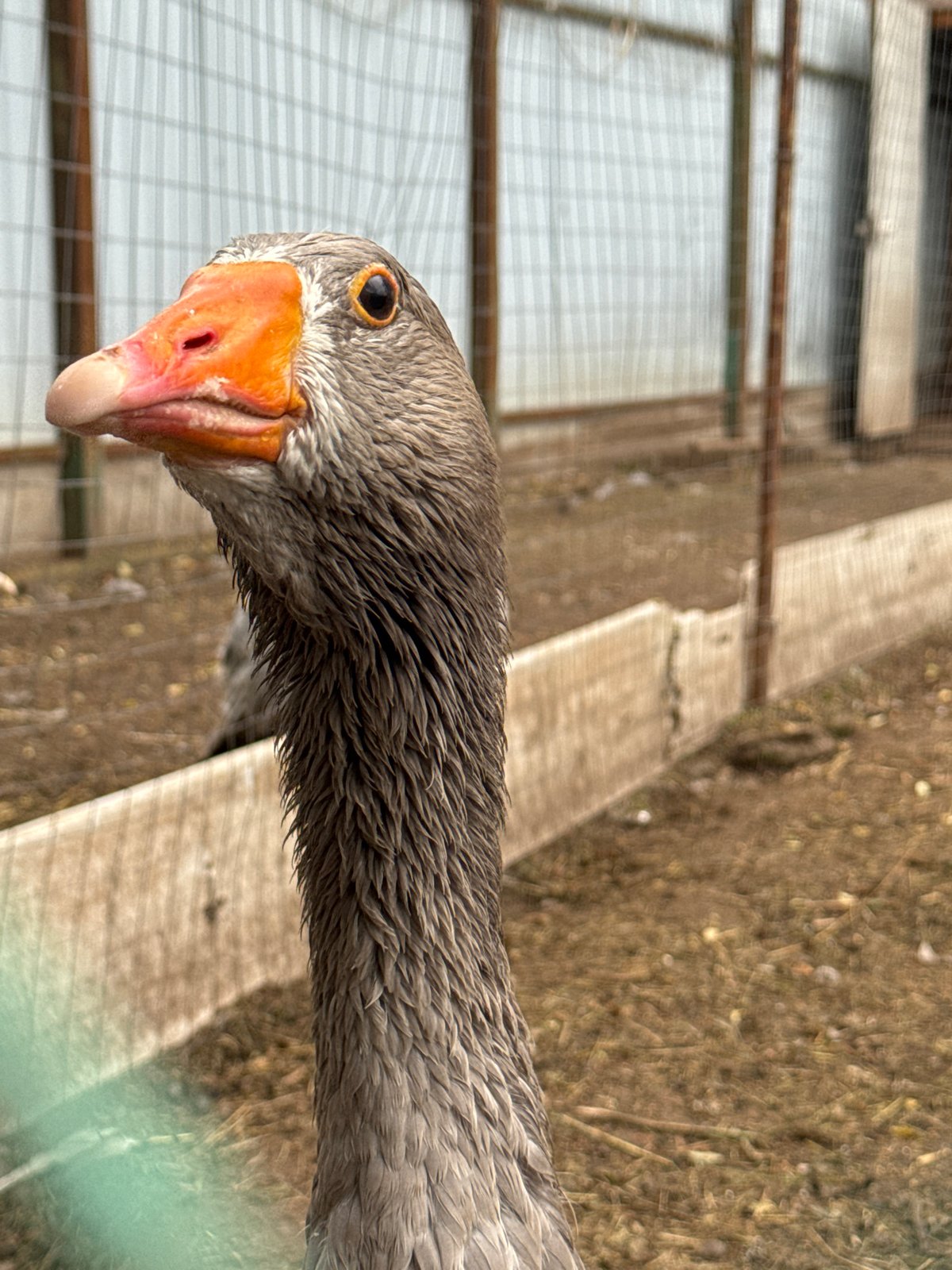 Morning at a small animal park in Chaikovsky, Russia