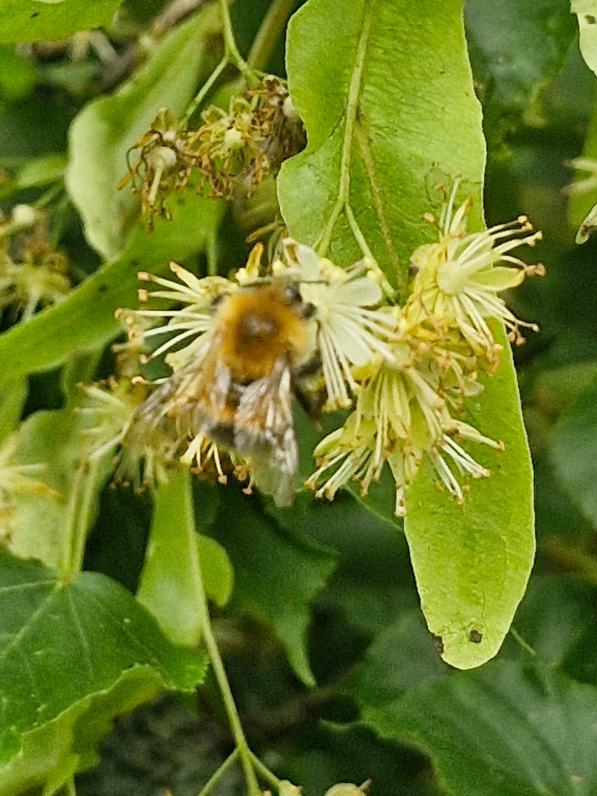 Bees and butterflies among summer blooms in Ķekava