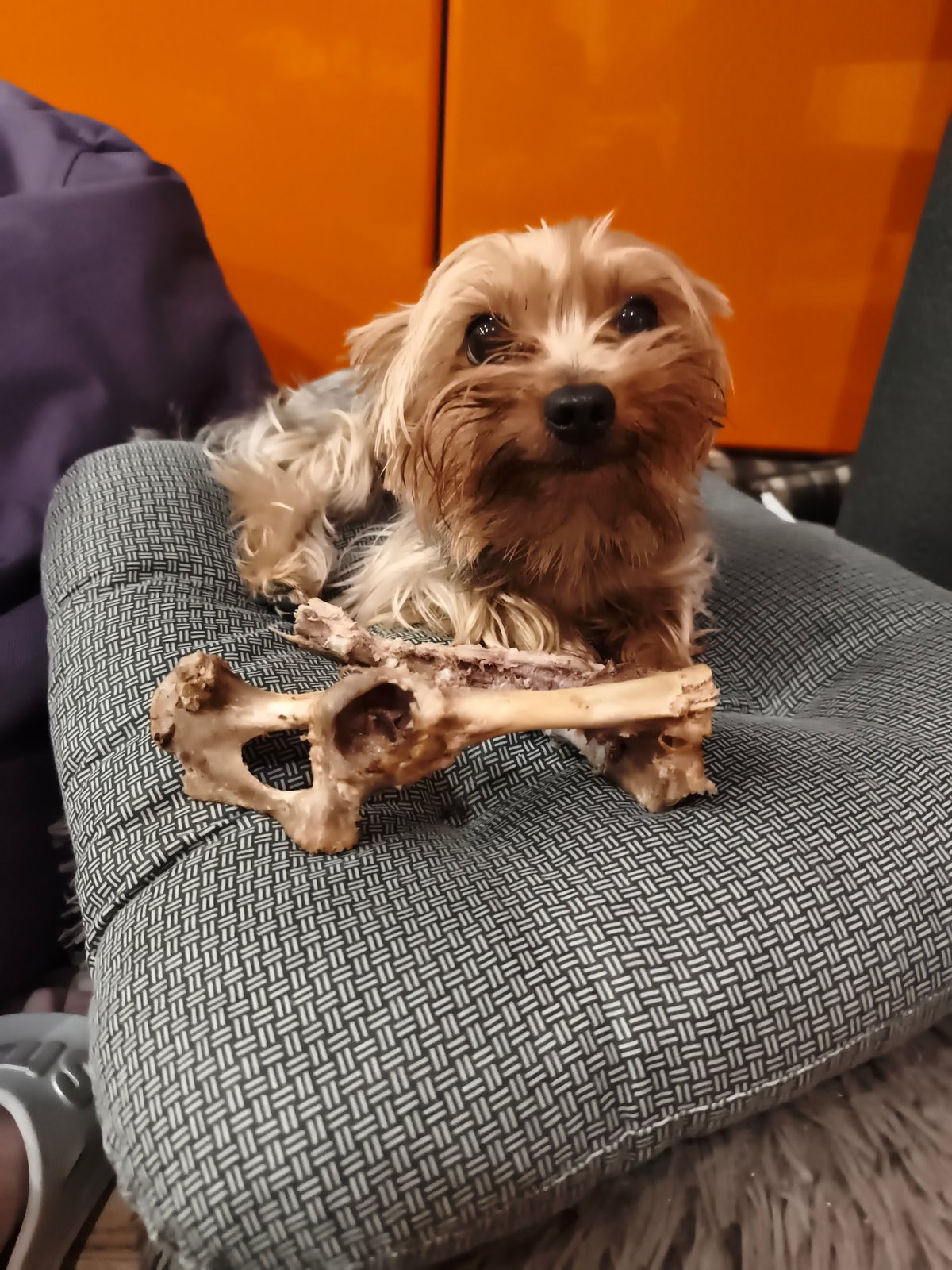 Yorkshire Terrier enjoys bone treat in Burgas home