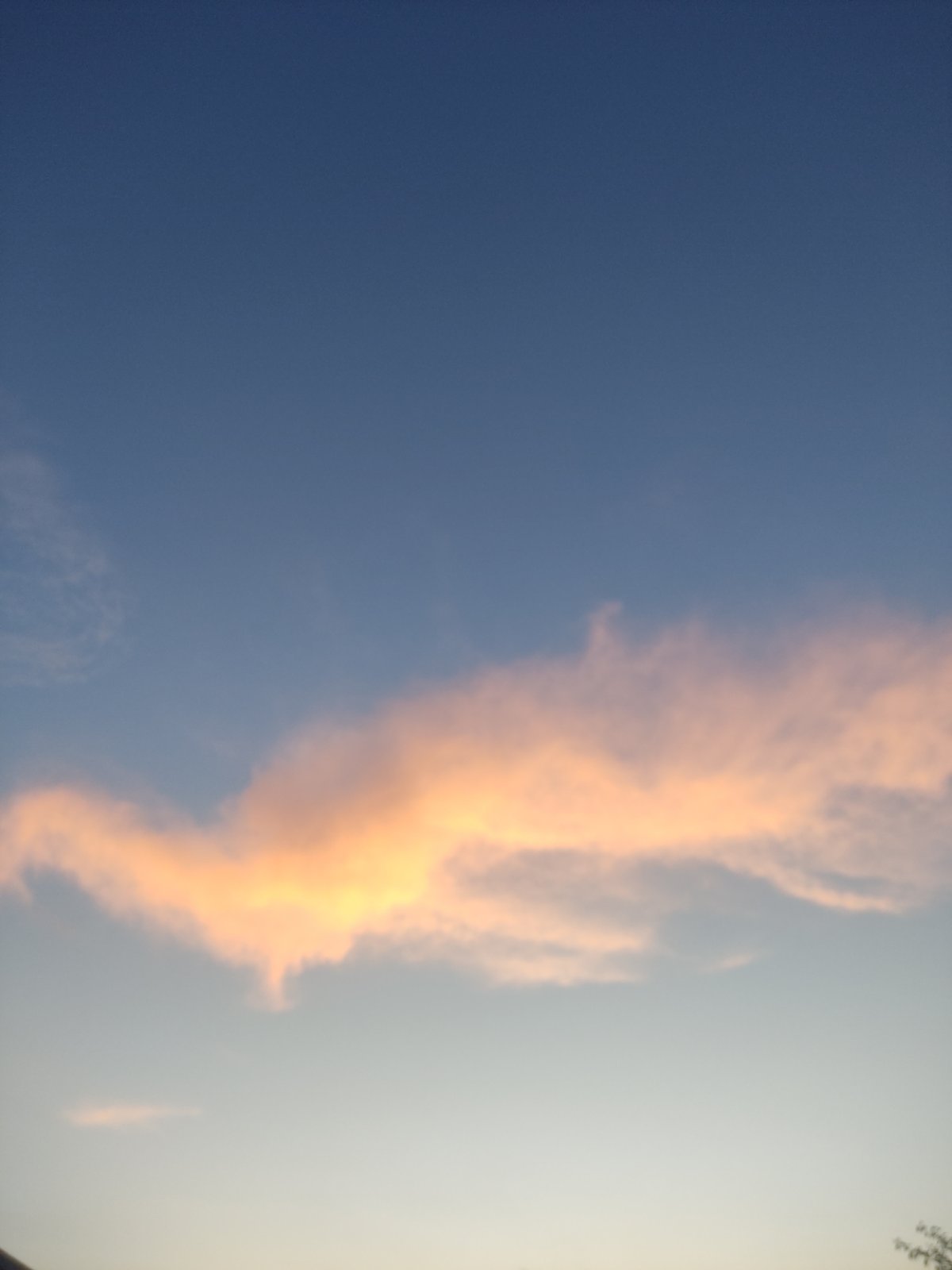 Garden evening in Radisne: flowers, butterflies, and fading light
