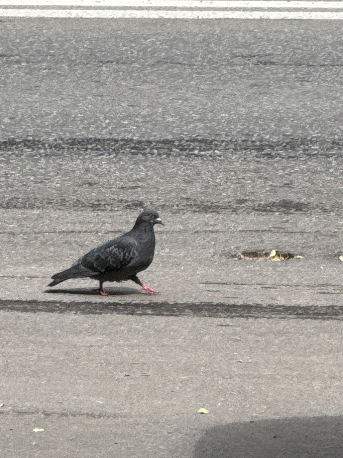 Pigeon observed on marked concrete surface in Moscow