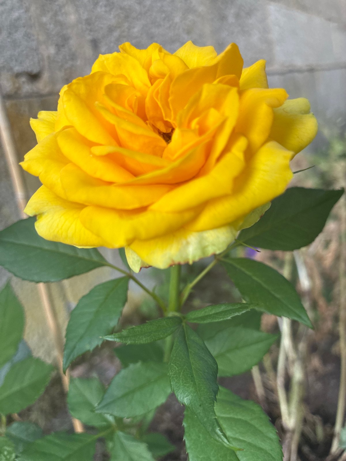 Garden flowers in bloom, from roses to poppies