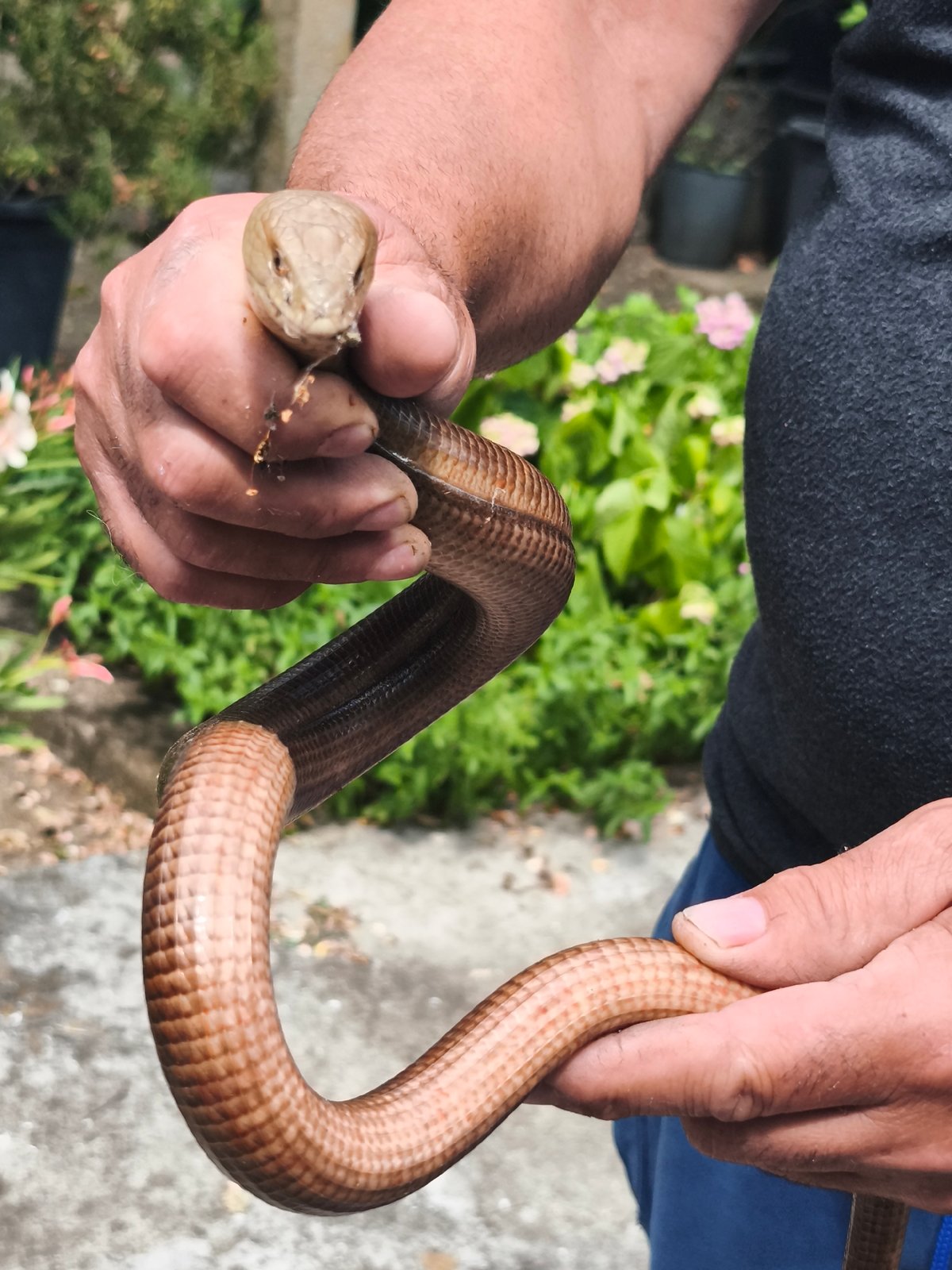 Garden wildlife and flora documentation in Marinka, Bulgaria
