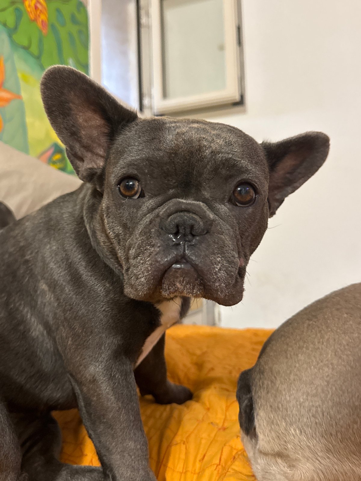 French Bulldog crew lounging around a home in coastal Italy