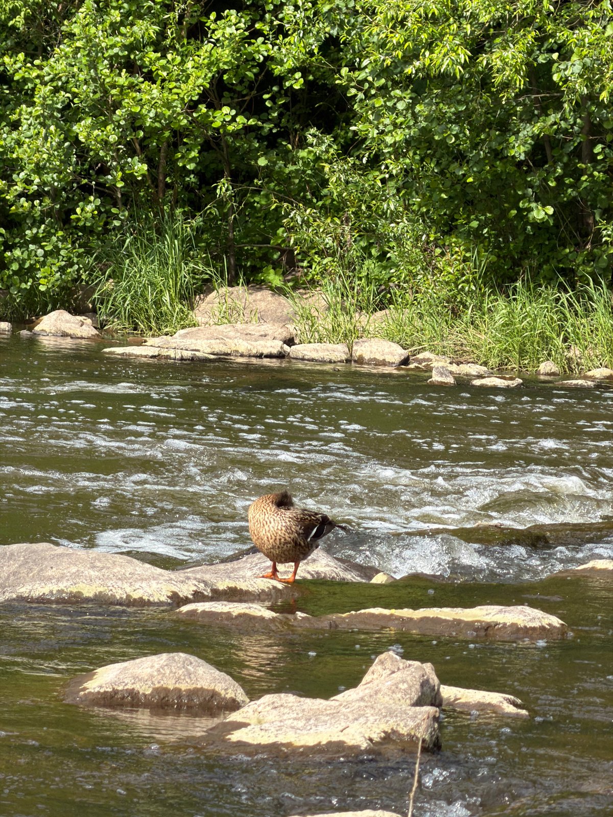 Family enjoys riverside outing with corgi and duck in Meisenheim