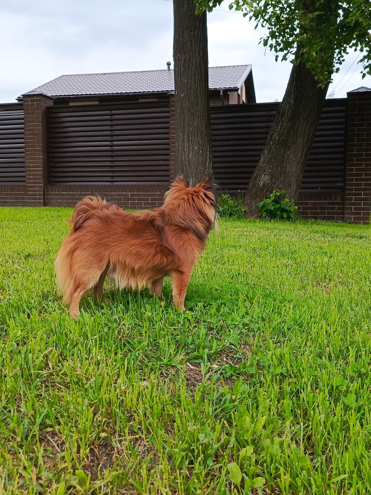 Small fluffy dog spotted in multiple Chaikovsky locations