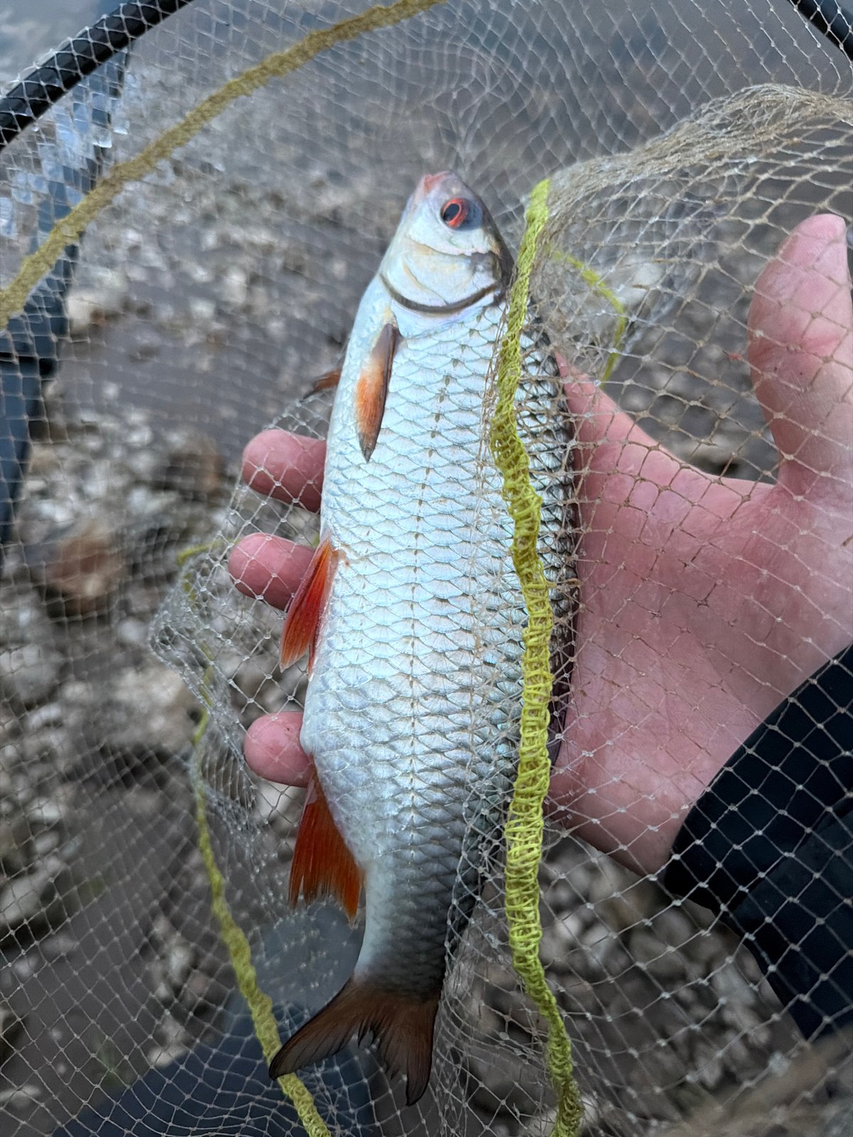 Angler catches roach in misty evening near Noviy, Russia
