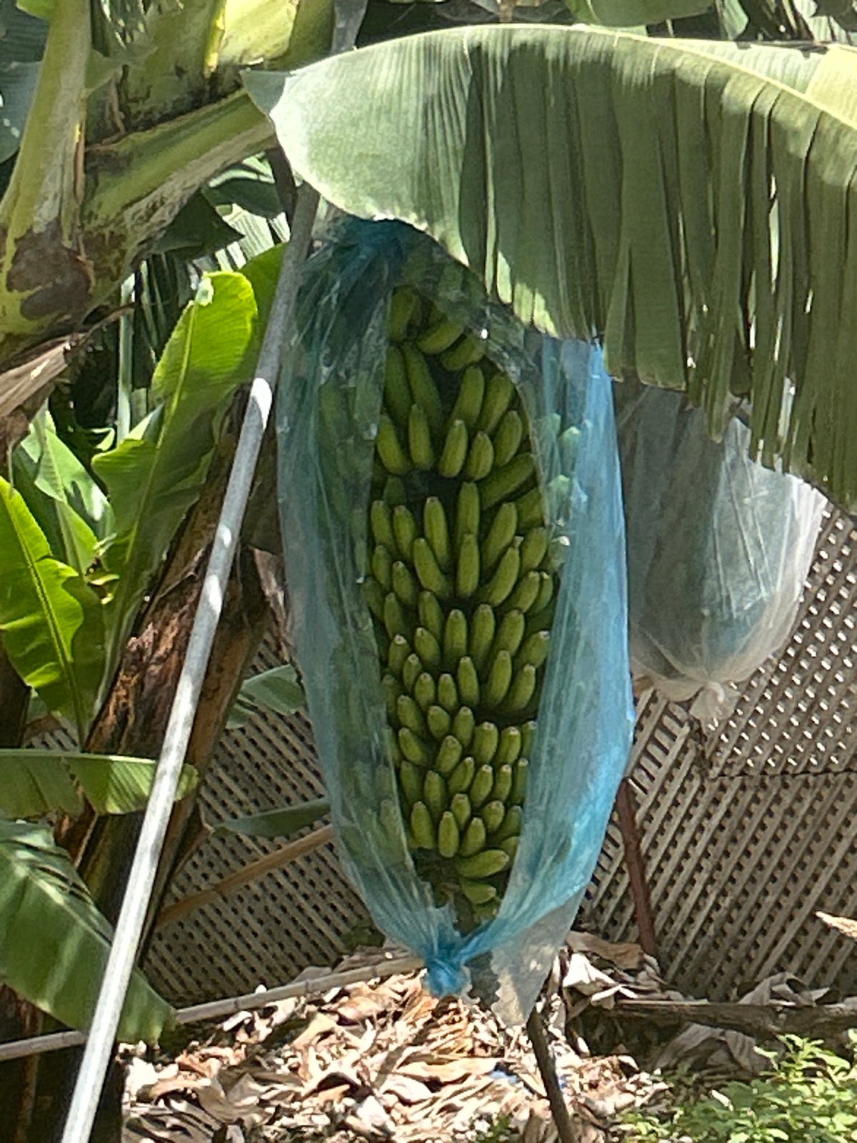 Banana farming with plastic protection observed in Câmara de Lobos