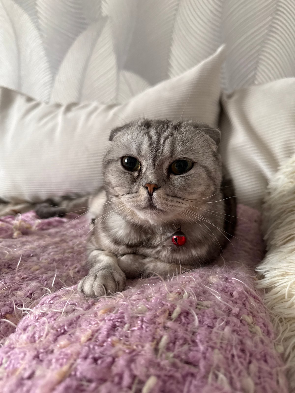 Cat lovers document pets during quiet Friday morning moments