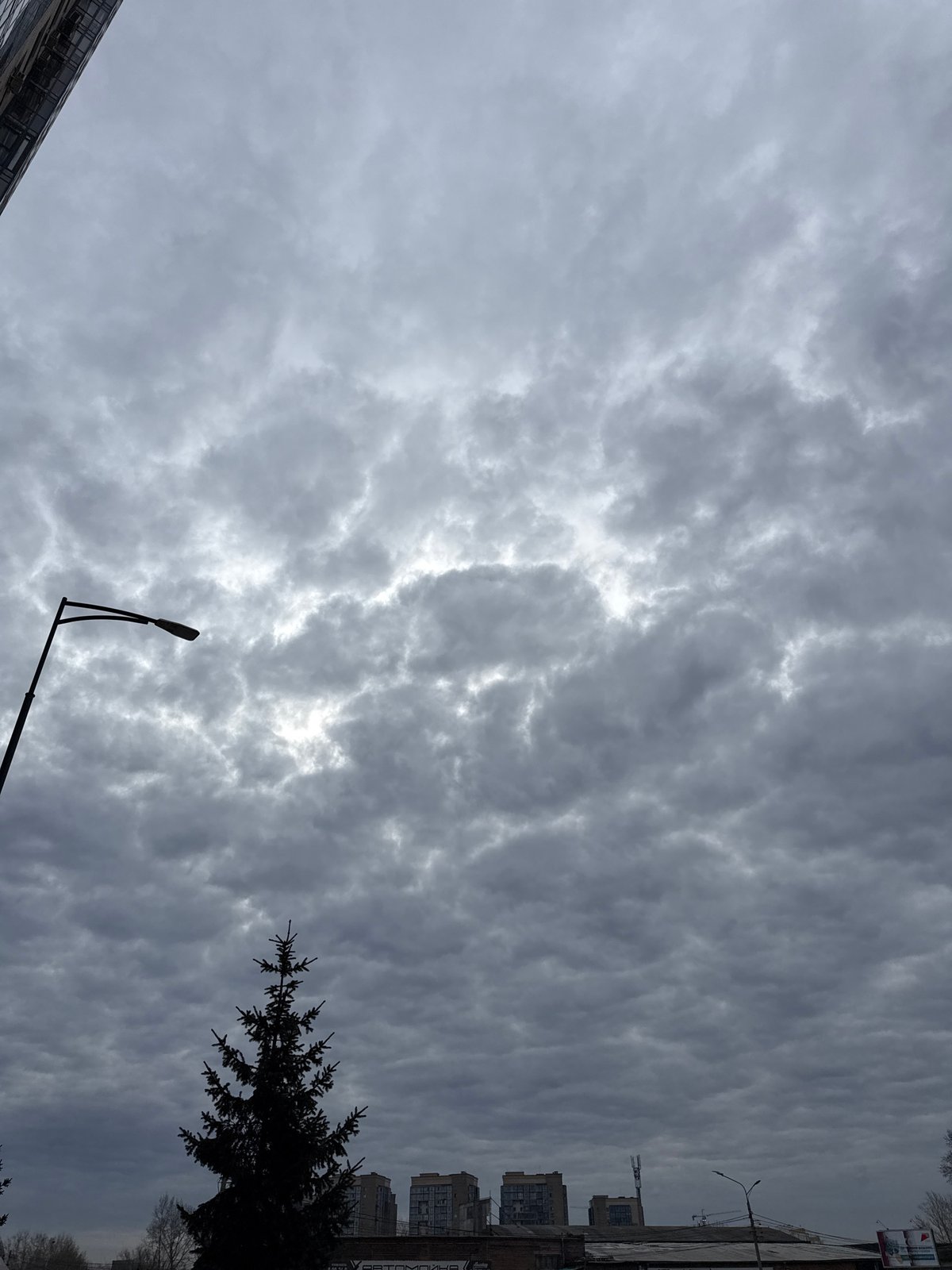 Corgi spotted on leash in Krasnoyarsk under cloudy skies