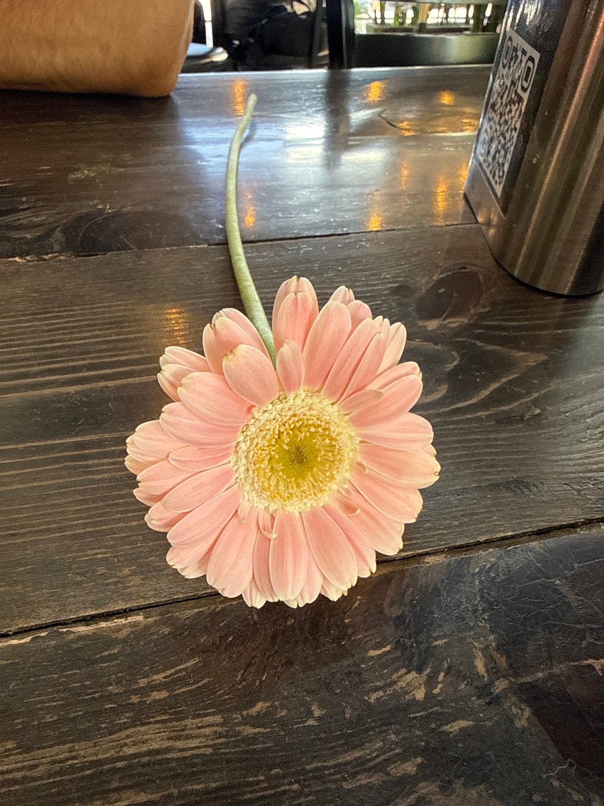 Pink gerbera daisy observed on wooden table in Mexico