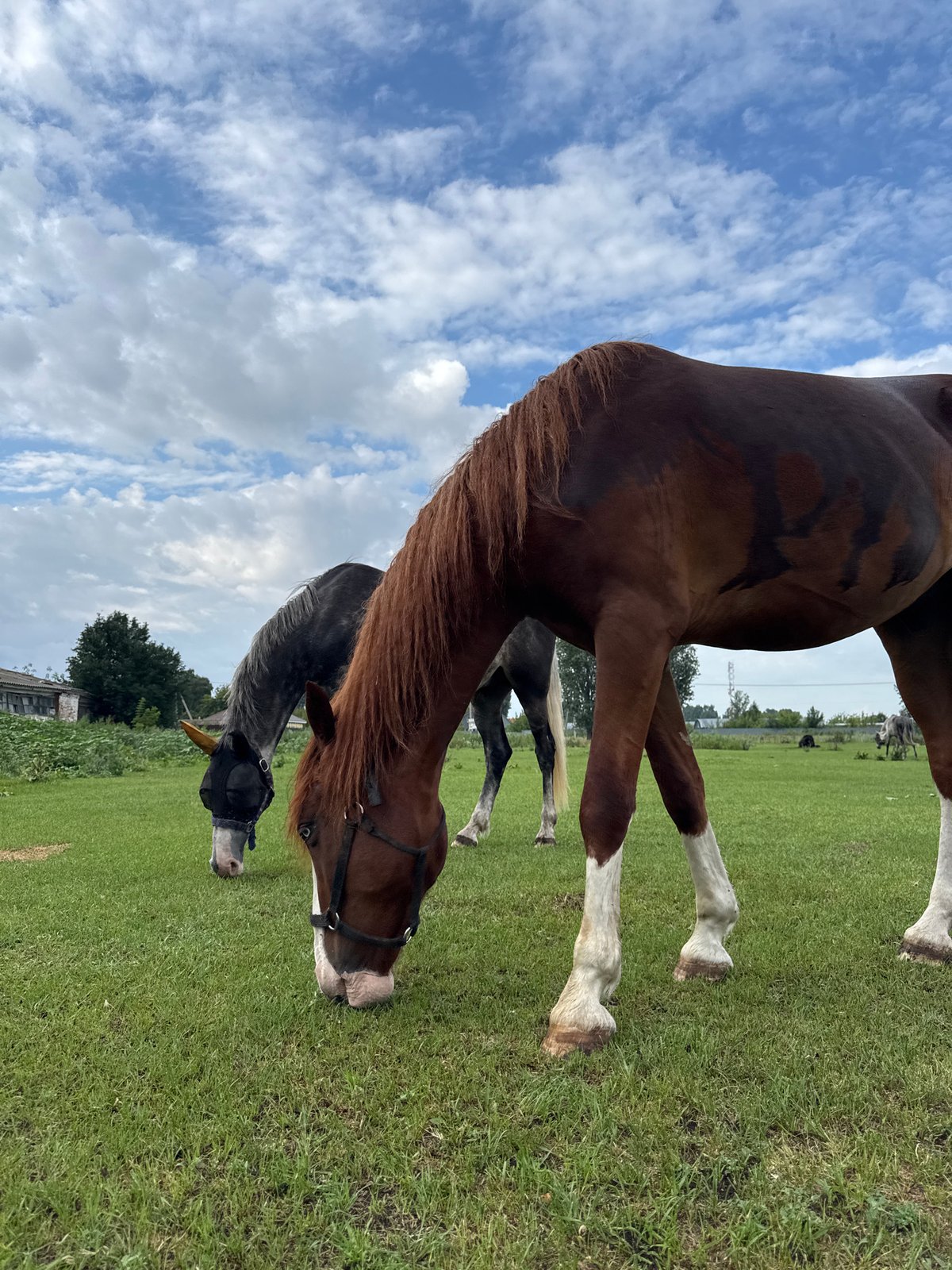 Horses grazing in fields near Yagodnoye on a cloudy afternoon