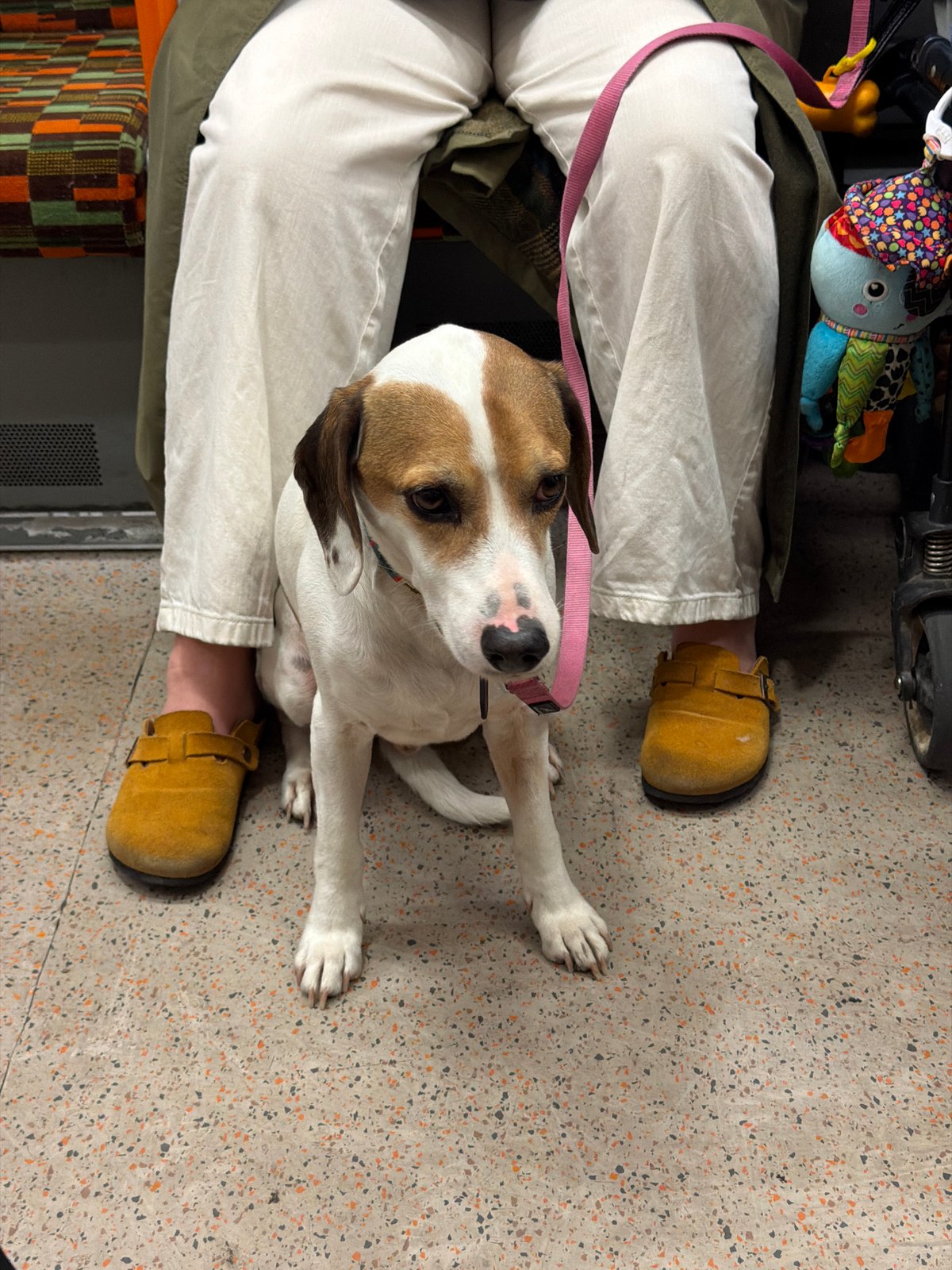 Dog in pink collar sits attentively indoors in London