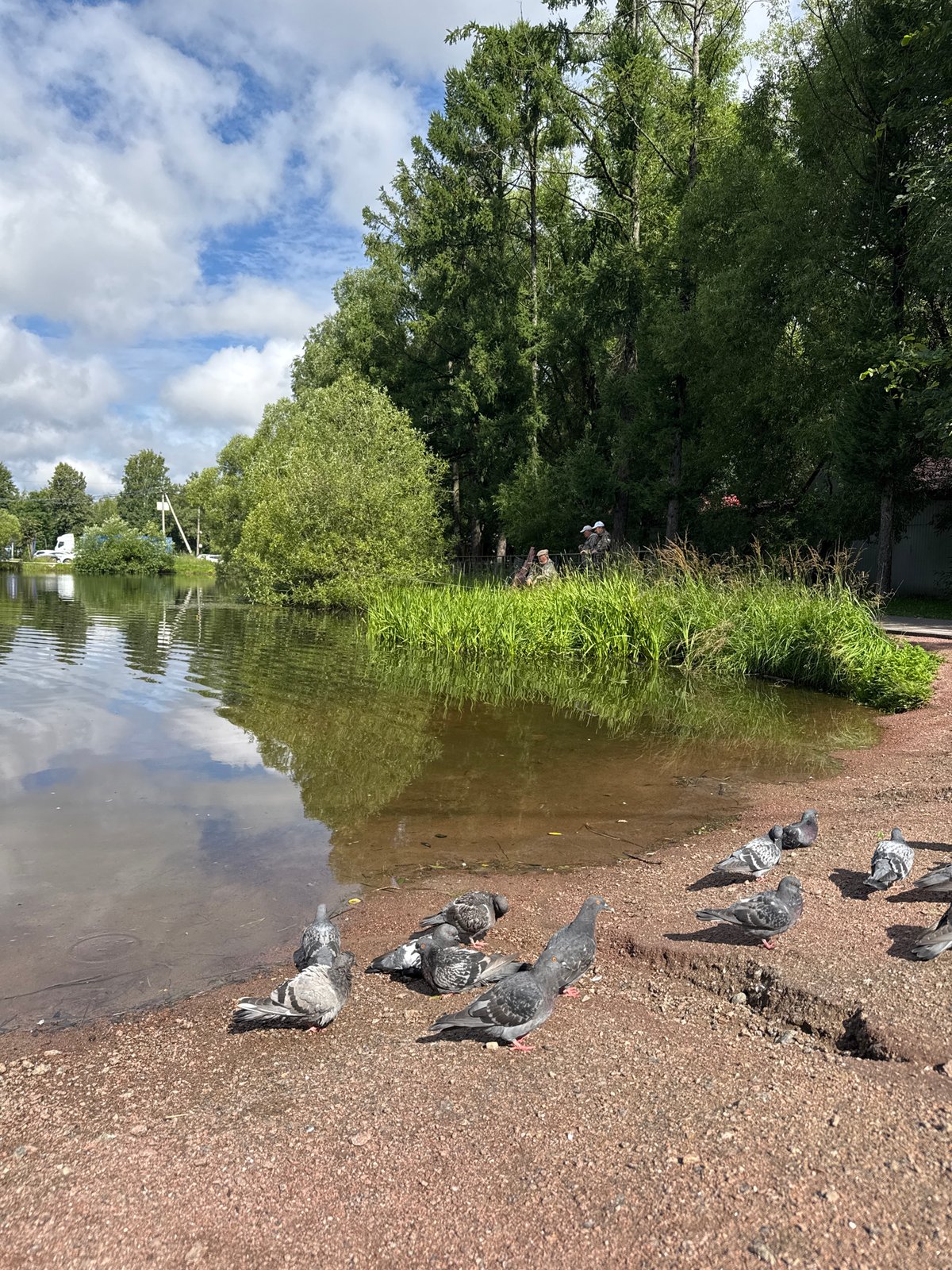 Feeding birds by a park pond in Saint Petersburg