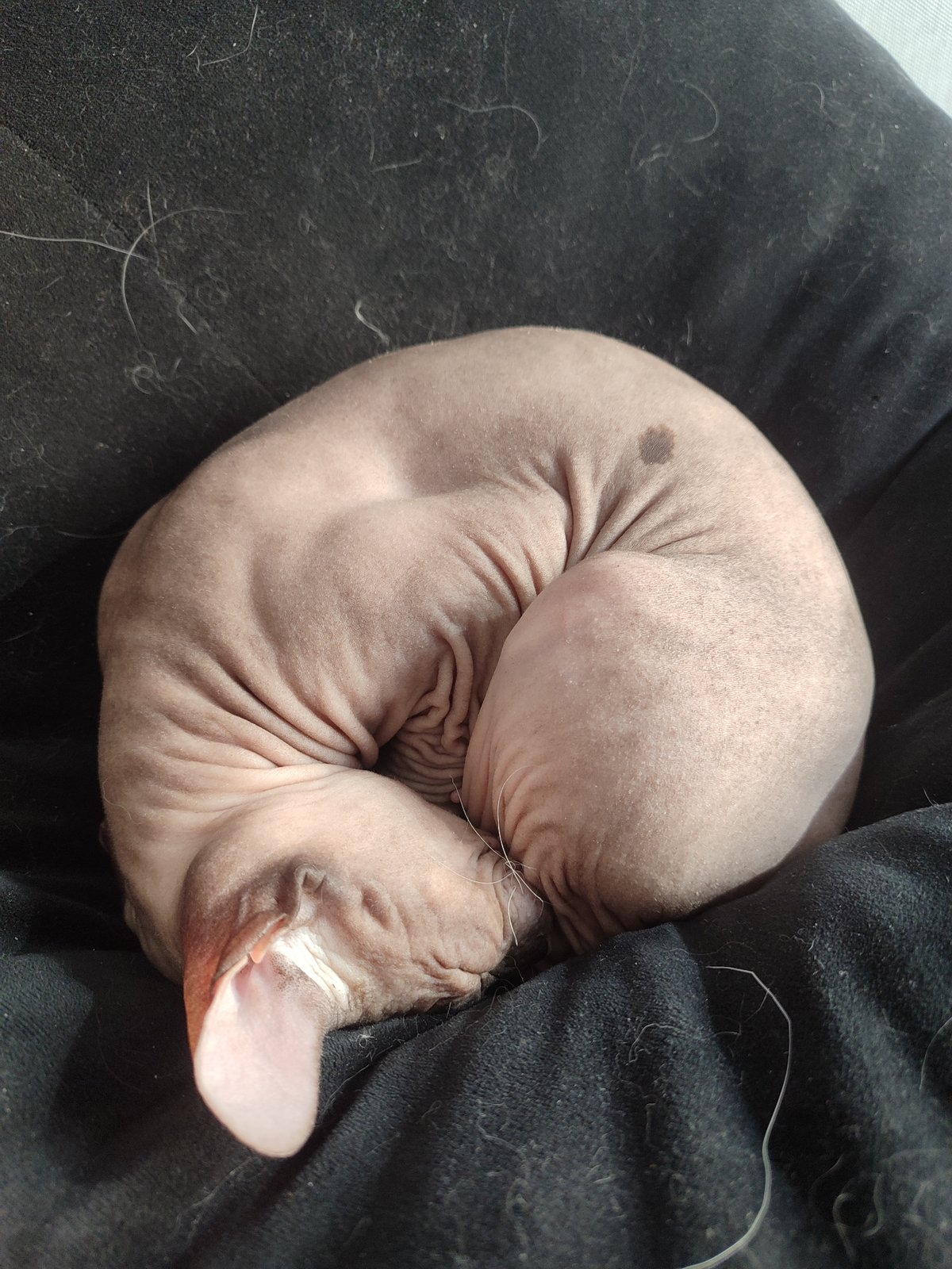 Hairless cat spotted resting in Izhevsk, Russia