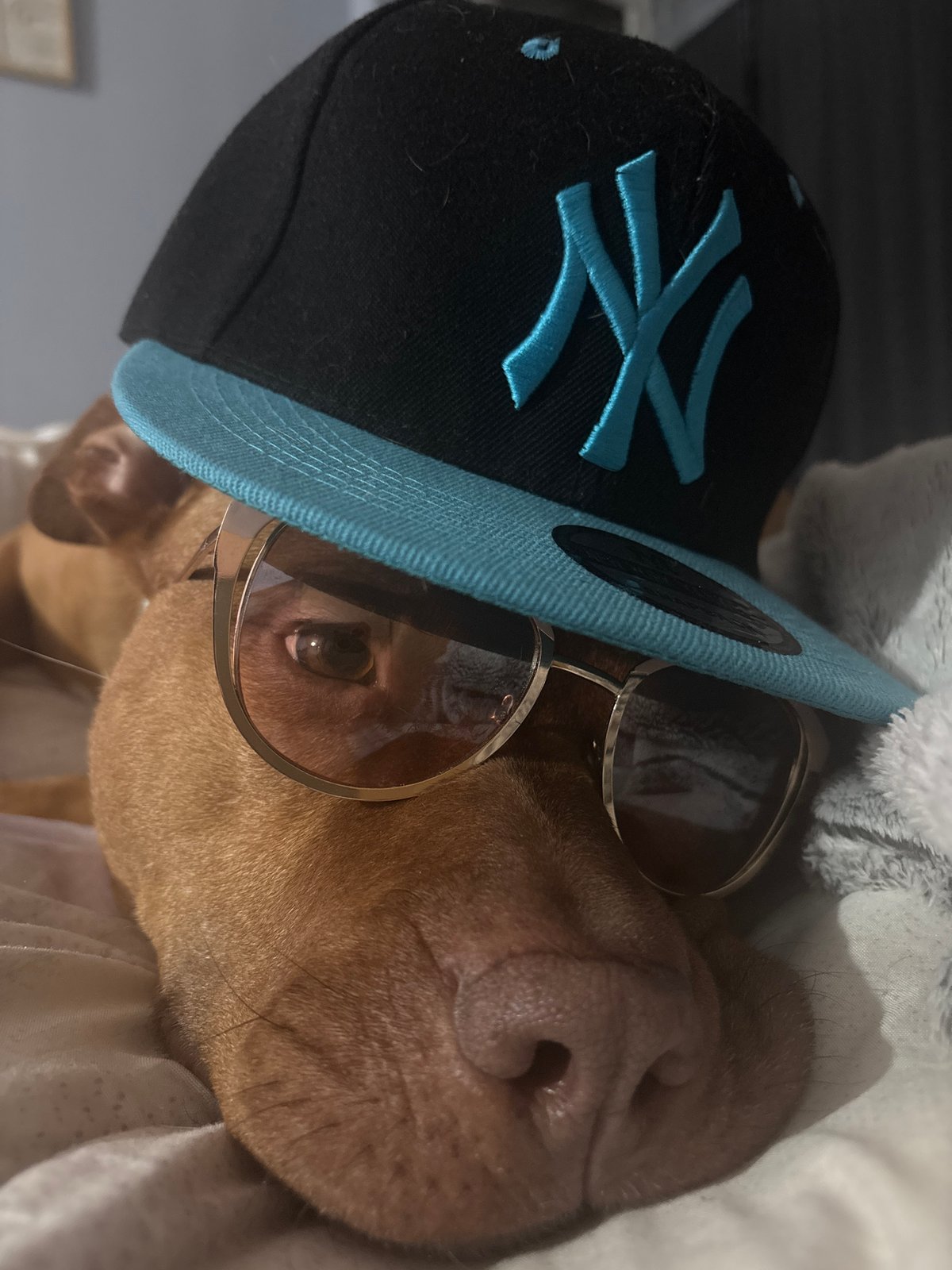 Fashionable dog photographed wearing sunglasses and cap in Sofia