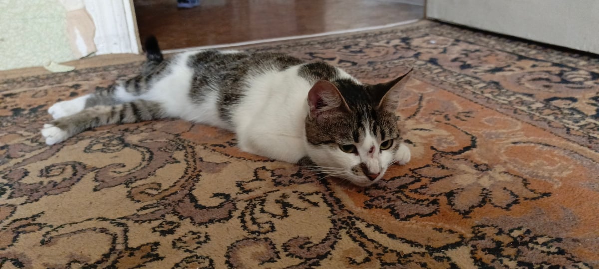 Cat, puzzles, sunsets, and candid snapshots from one morning