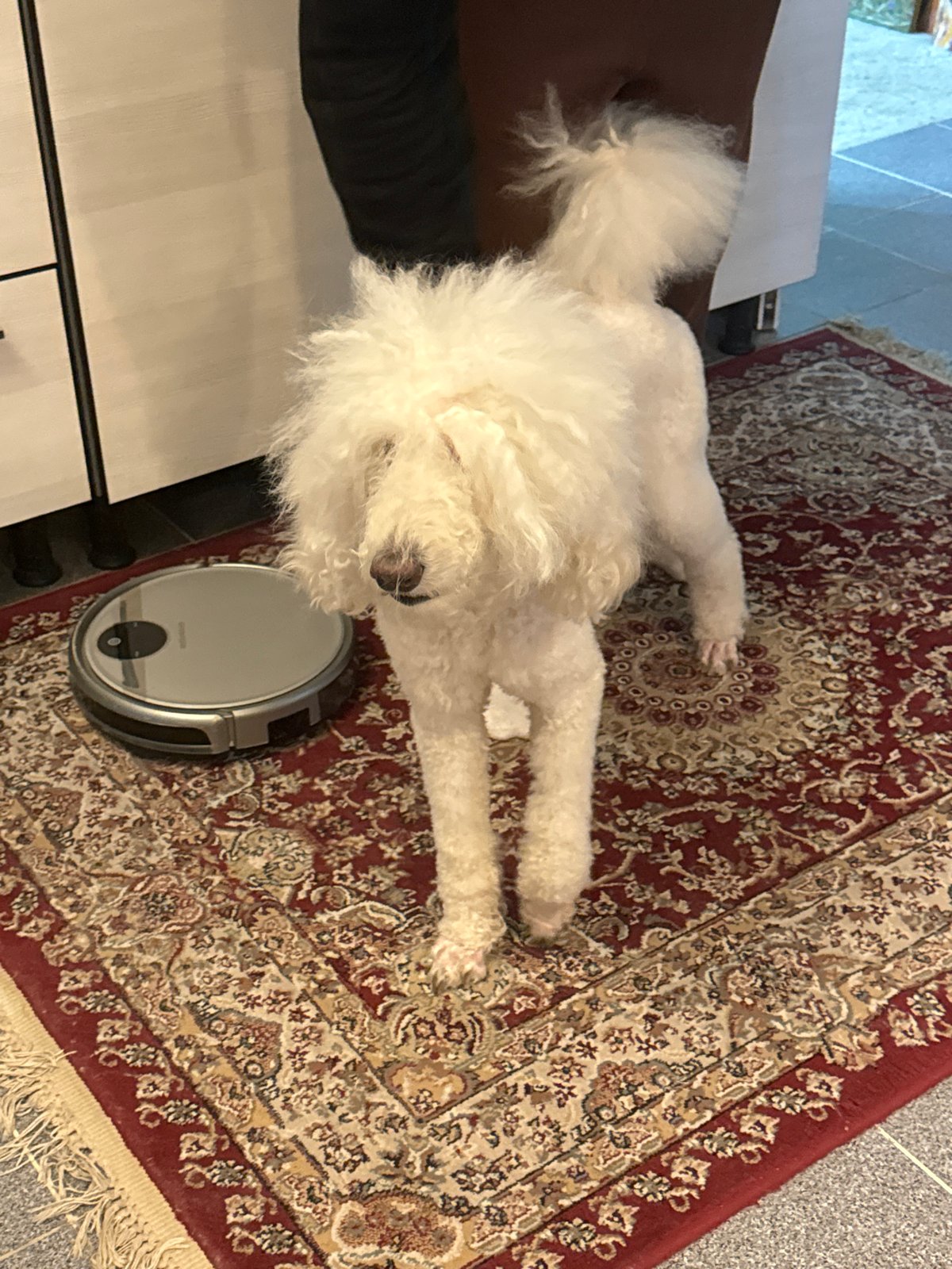White poodle plays indoors with owner in Krasnoyarsk home