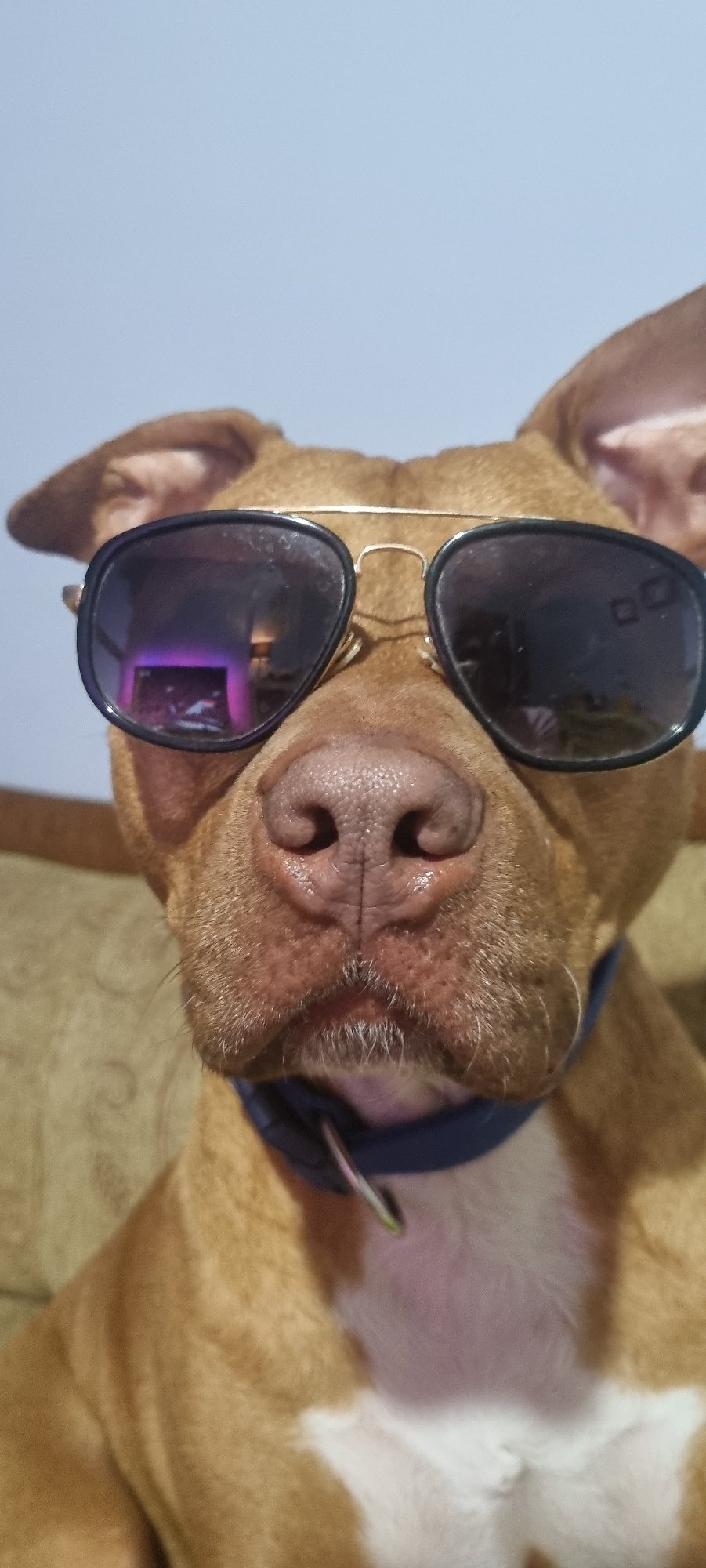 Dog poses with sunglasses and accessories on Sofia sofa