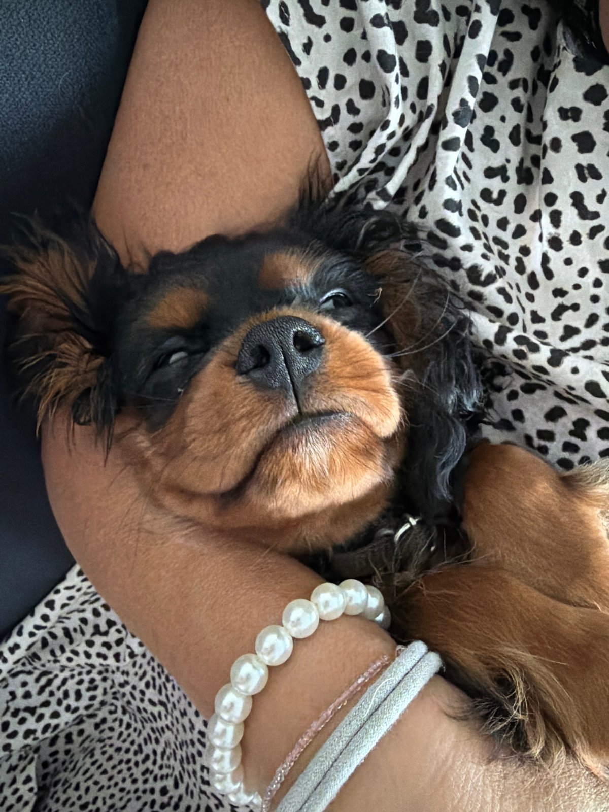 Cavalier King Charles Spaniel puppy photographed being cuddled in Puebla