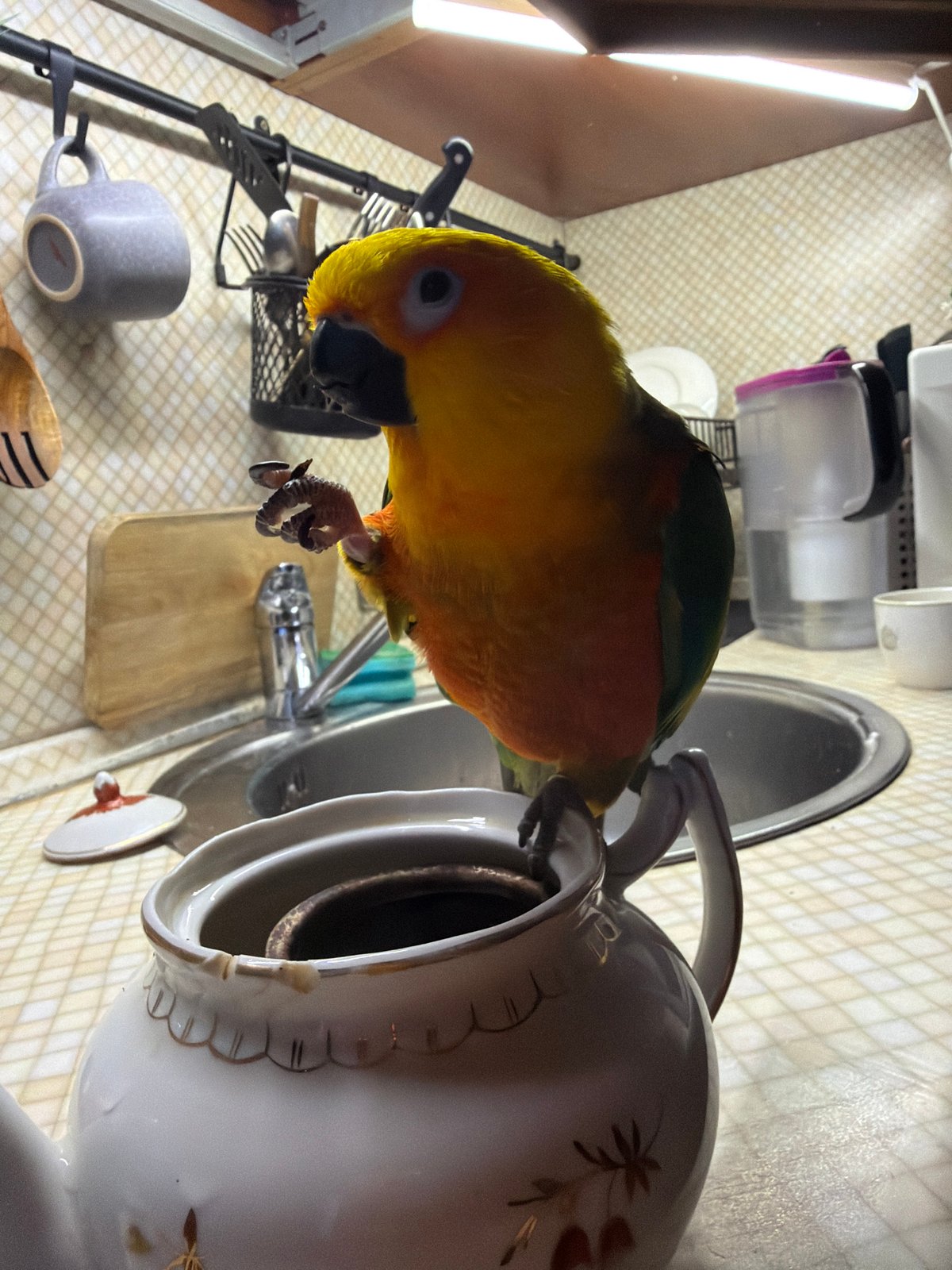Colorful sun conure parrot spotted exploring kitchen counter in Khimki