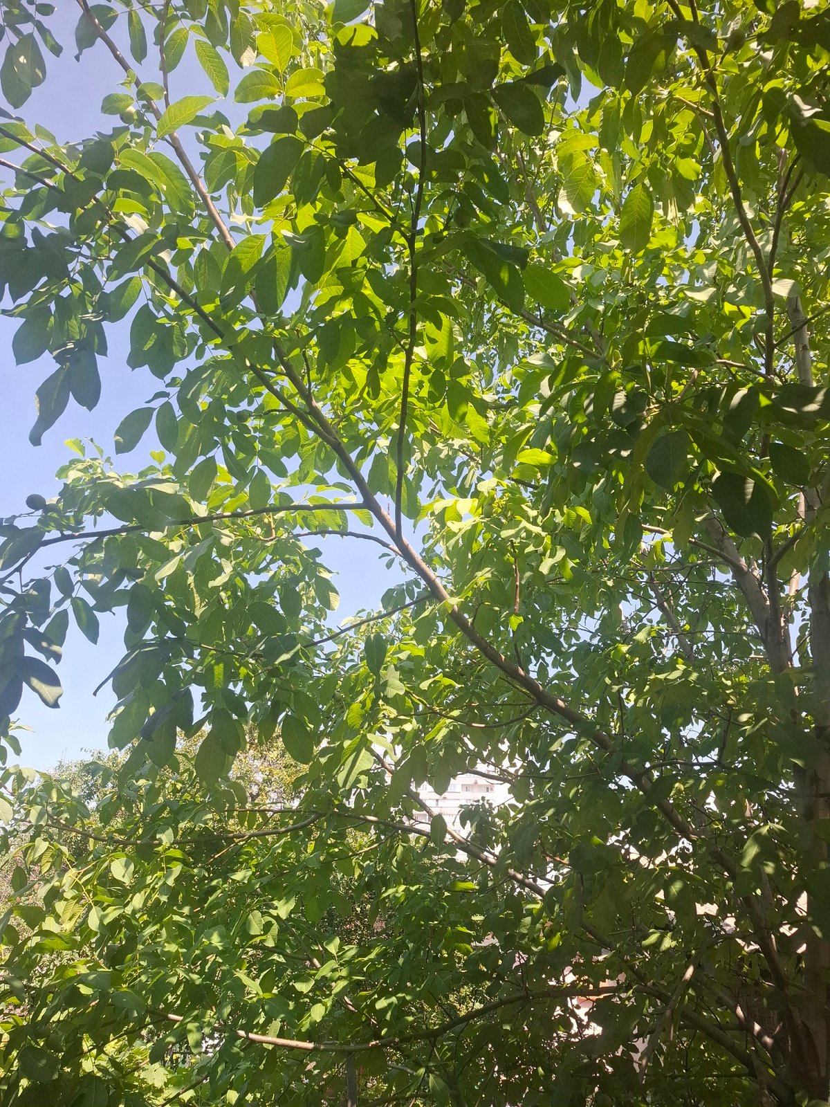 A lazy summer morning in an Almaty garden