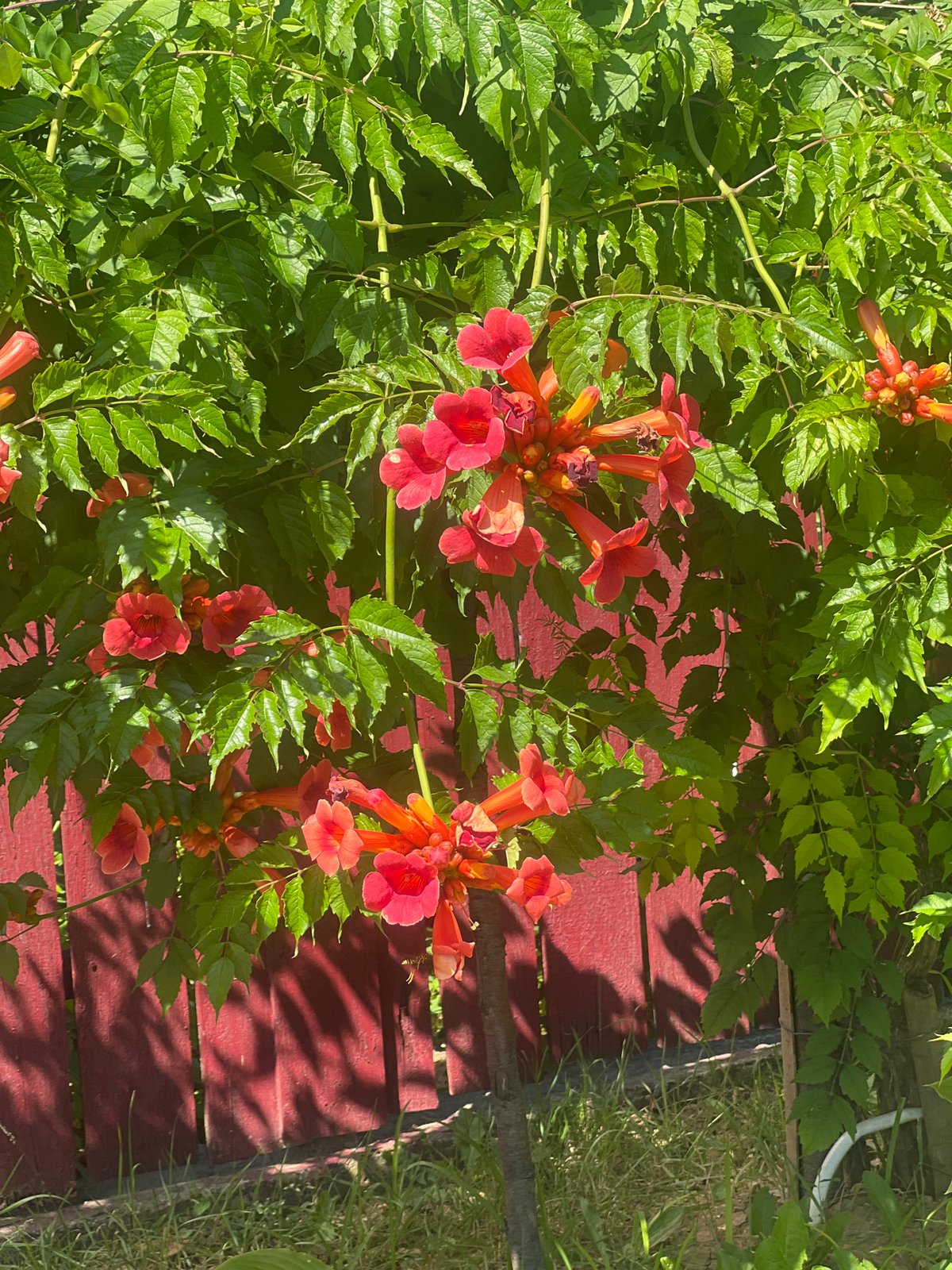 Wild plants and summer blooms along Bârnova's rural edges