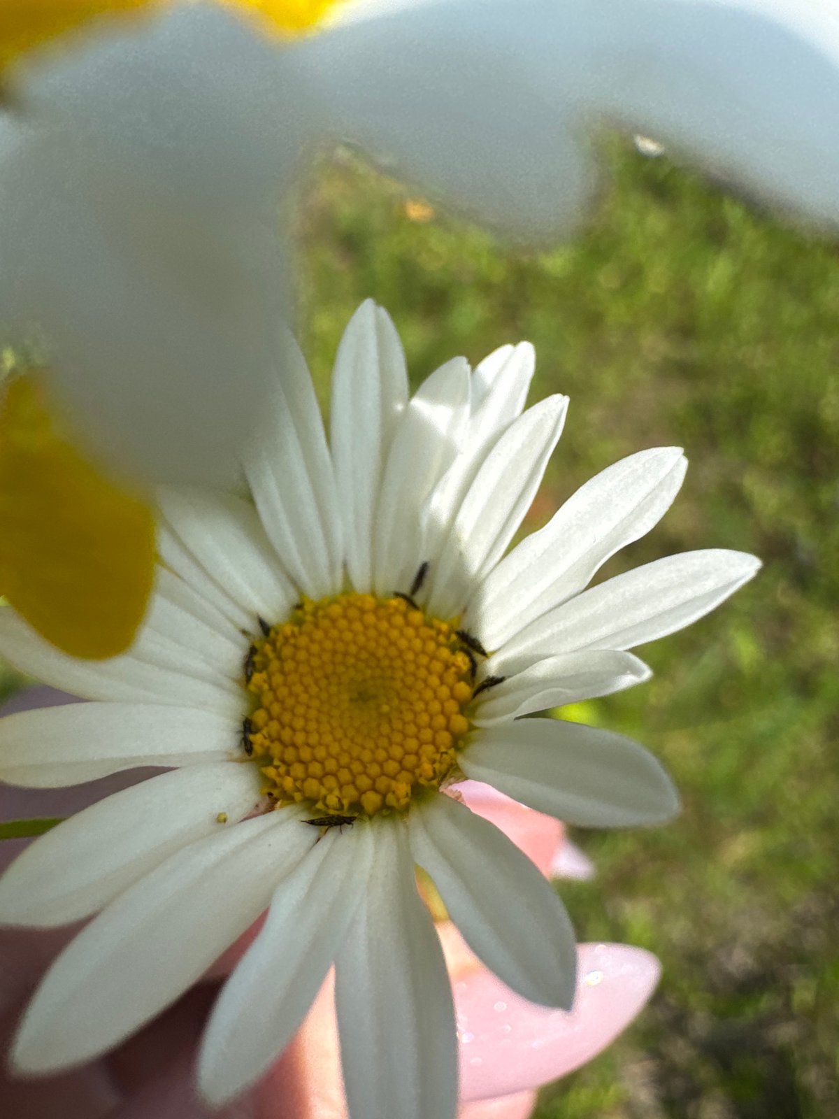 Foraging and wildflowers on a summer morning in Chaikovsky
